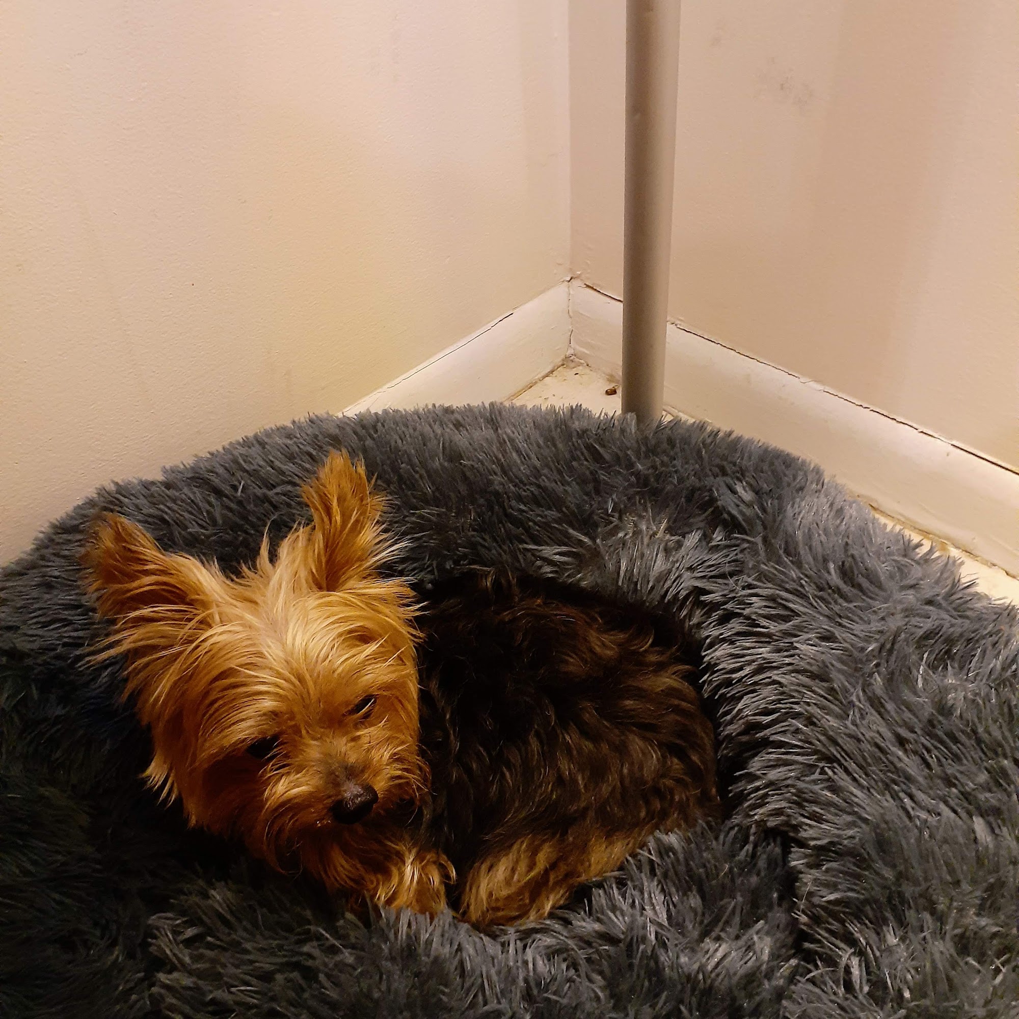 Pet Pal Delray Beach Delray Beach