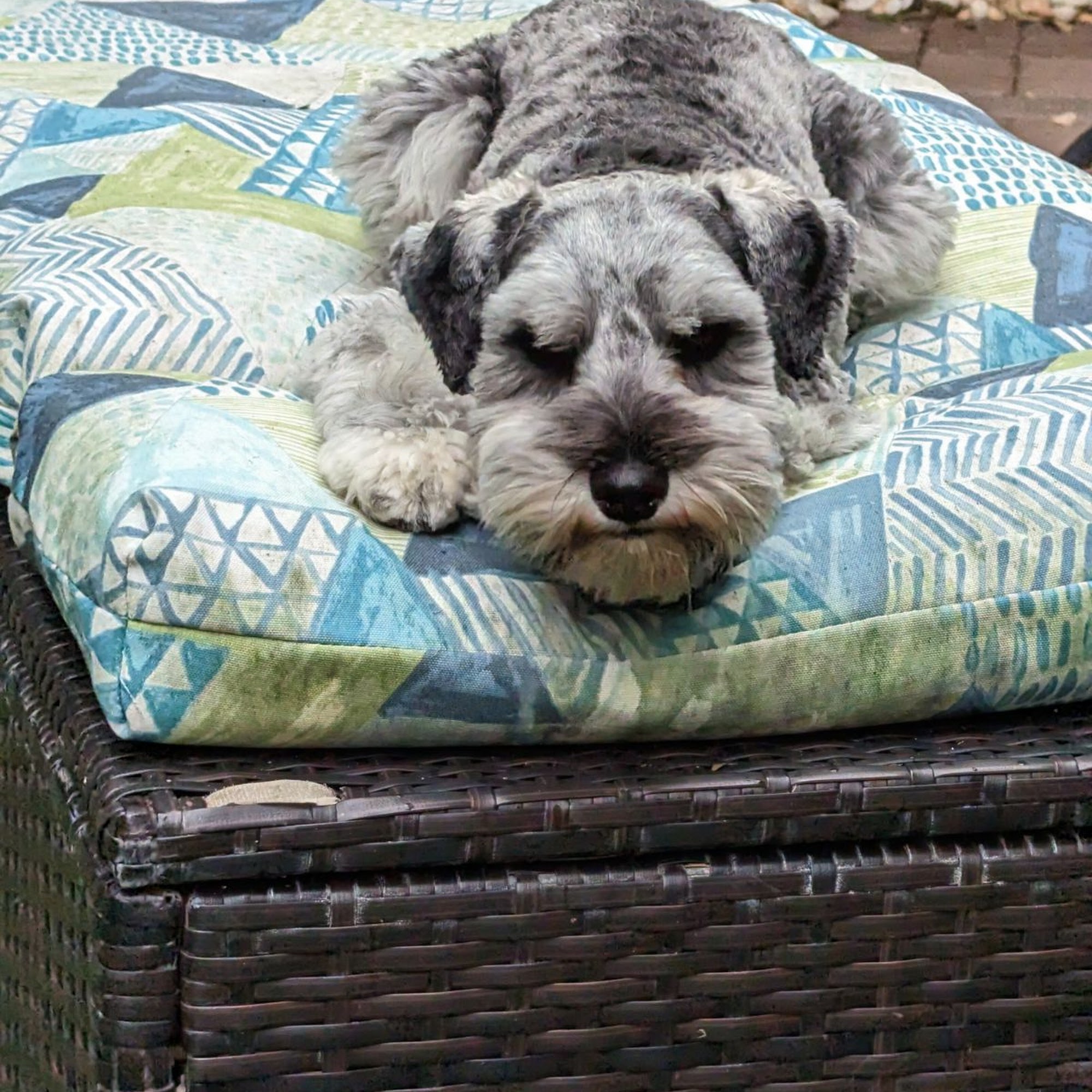 Fetch My Leash Dog Walking and Pet Sitting Delray Beach