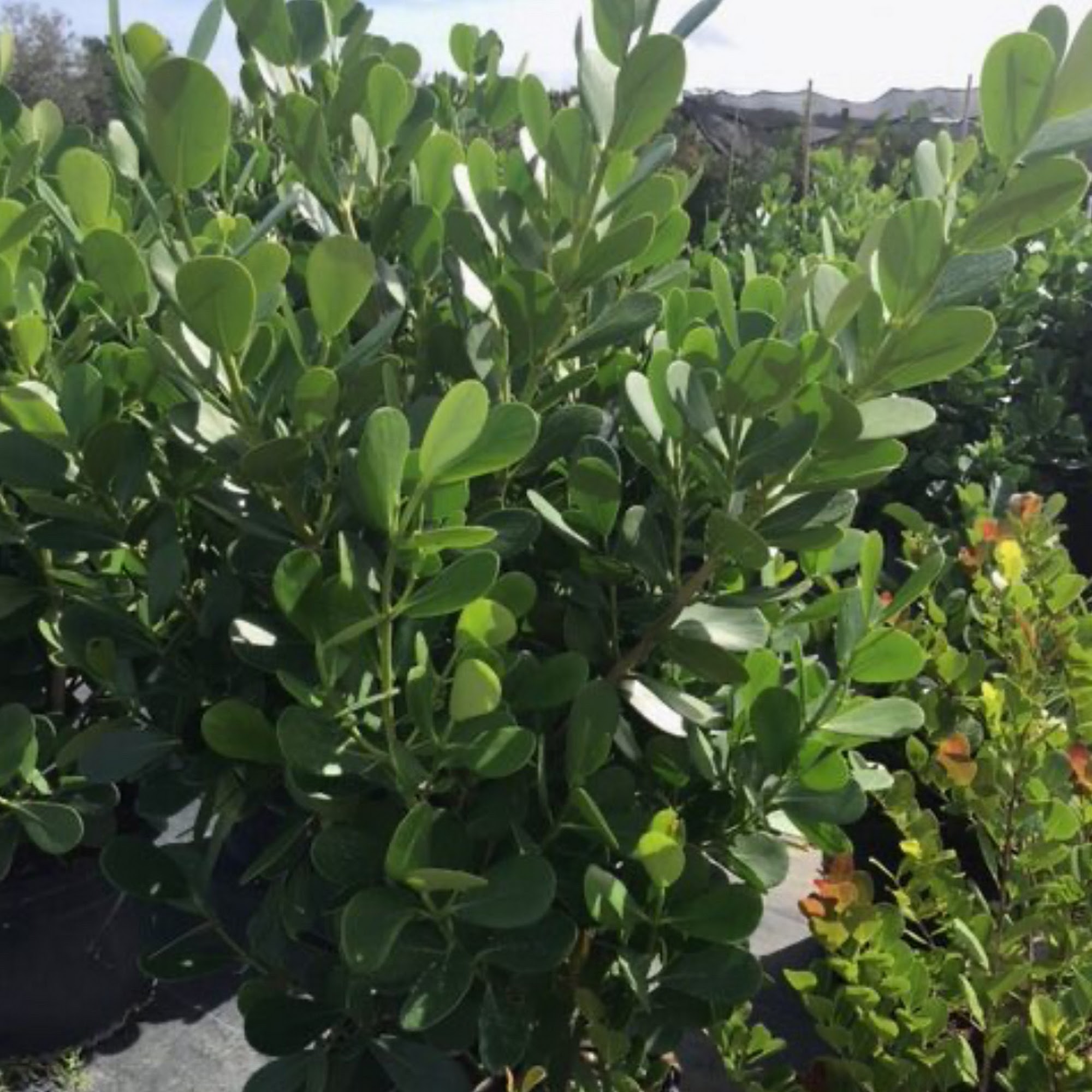 Landco Landscape & Maintenance