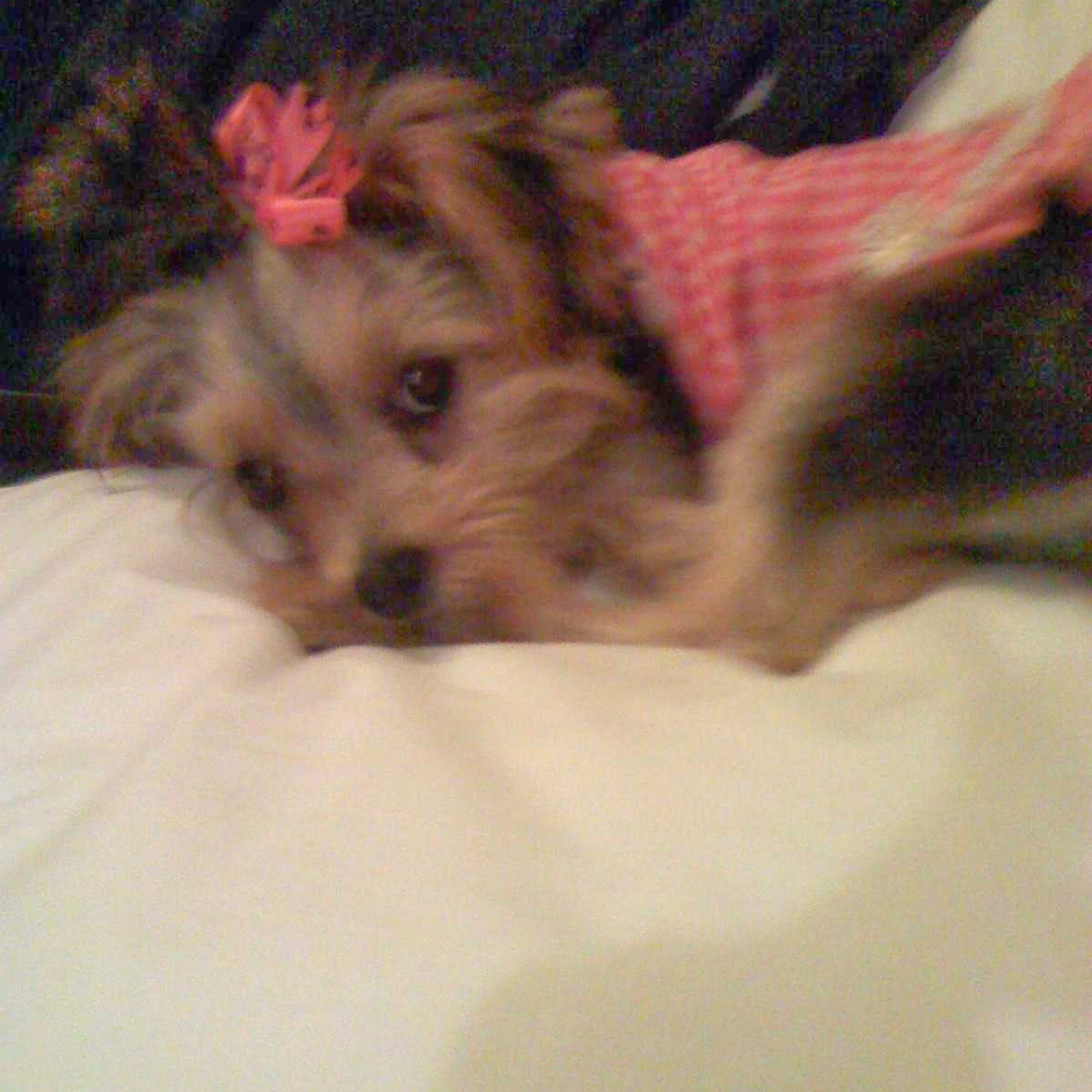5 Paw Pets Delray Beach