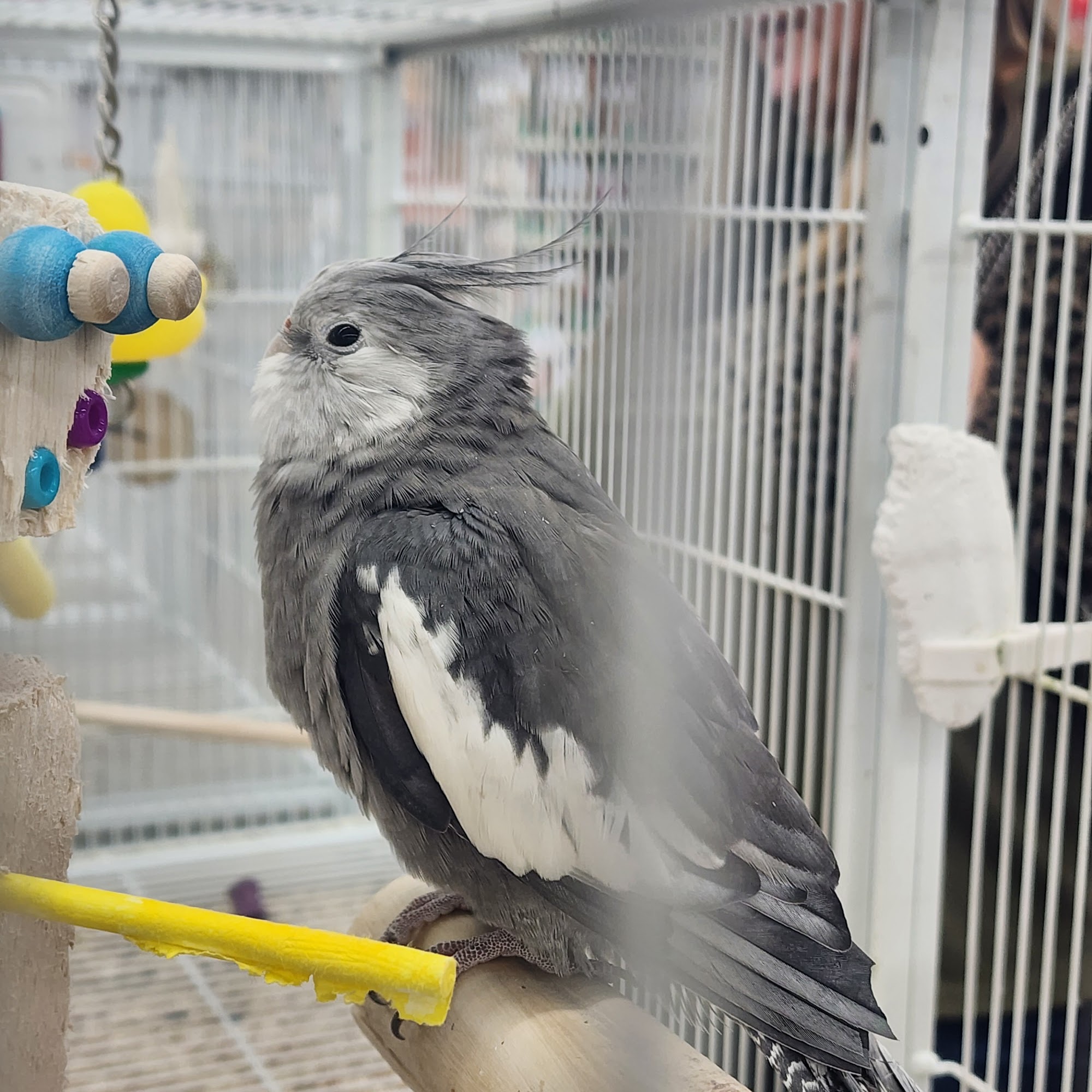 Pet Supermarket Deltona