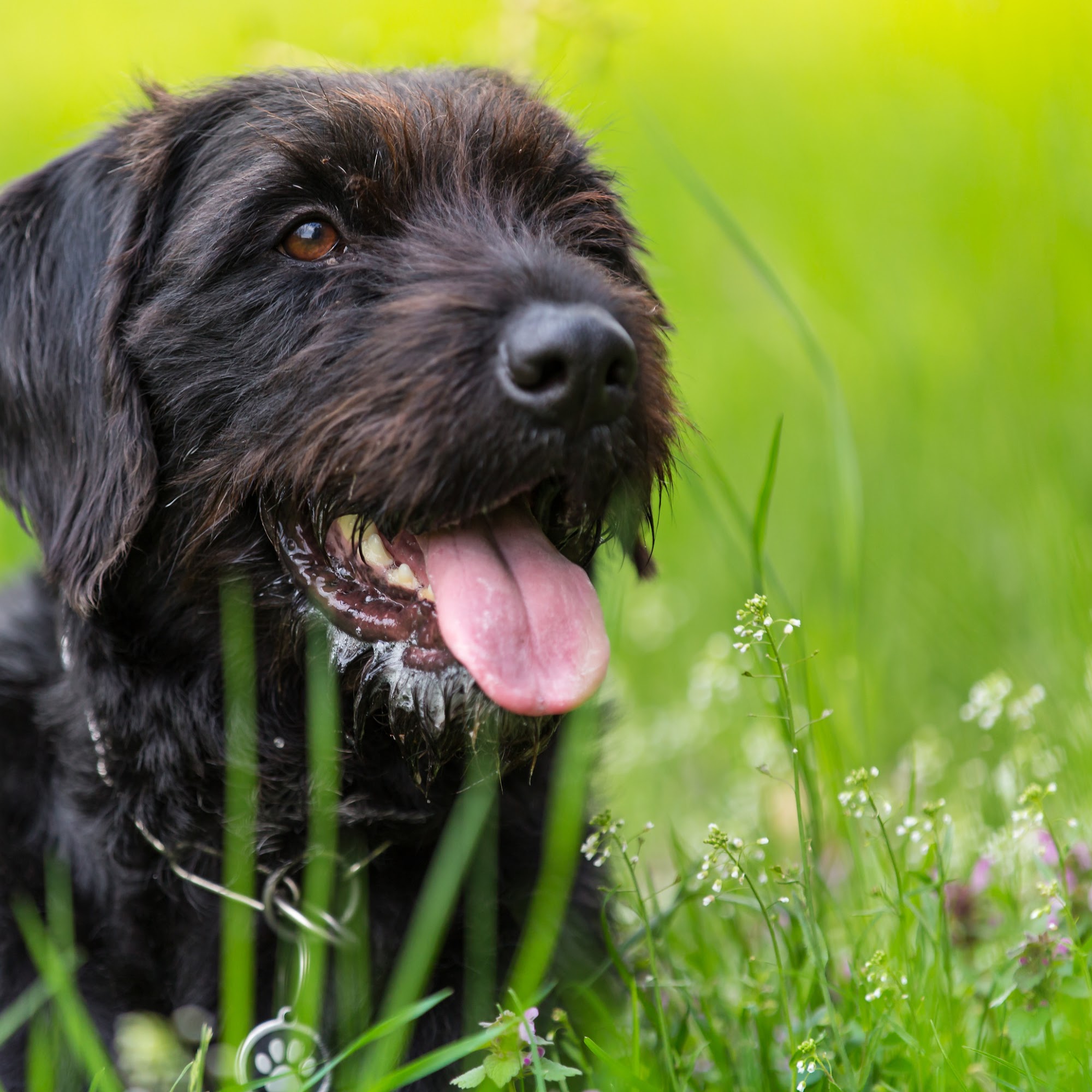 Deltona Animal Medical Center Deltona