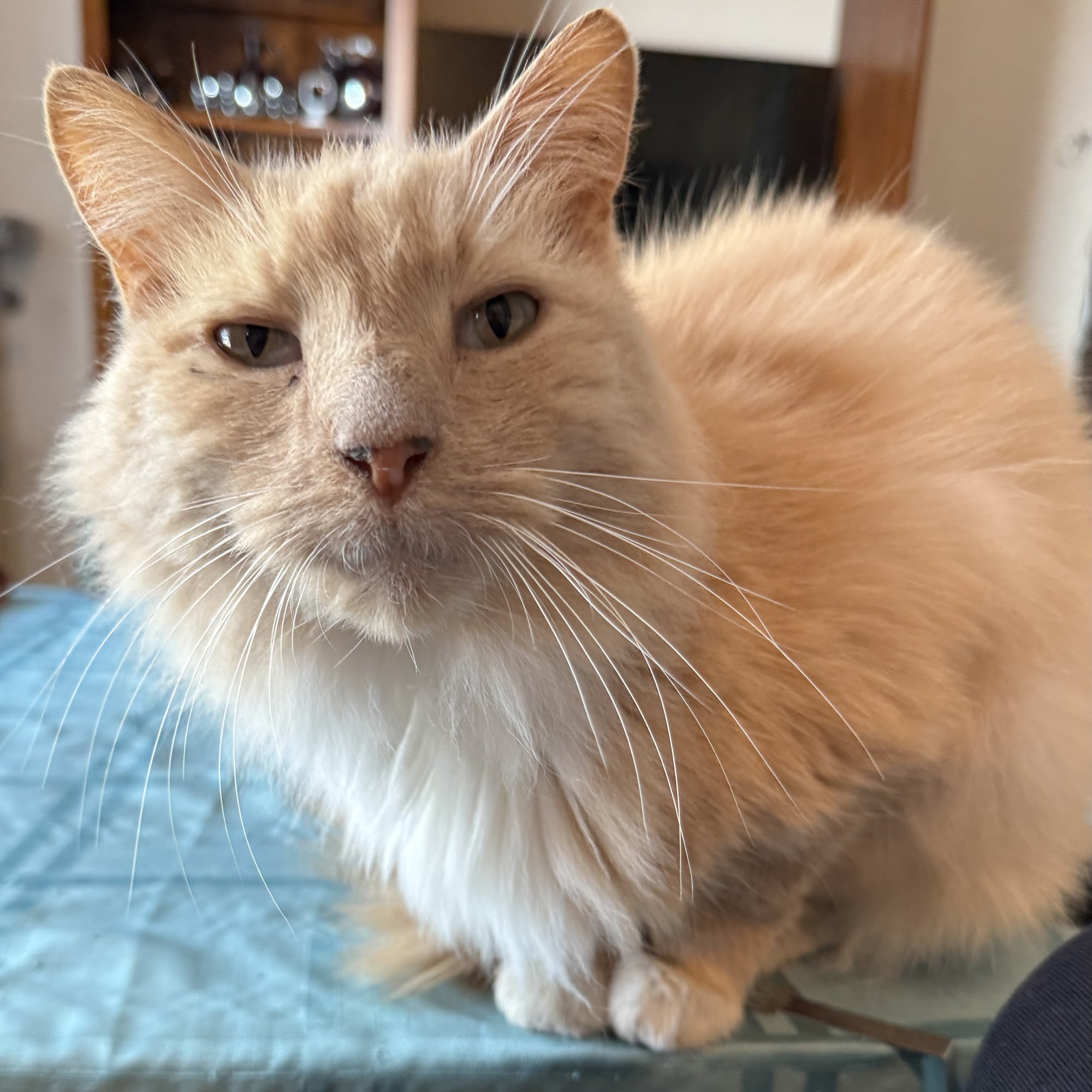 Cohen Veterinary Center Deltona