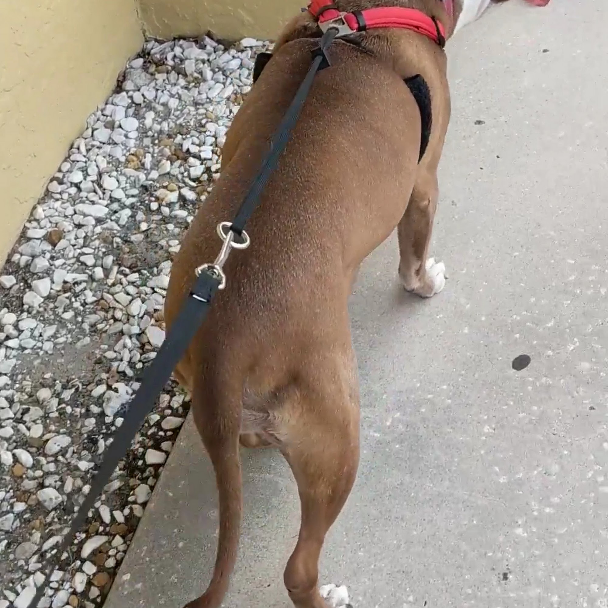 Pro Pet Animal Clinic Deltona