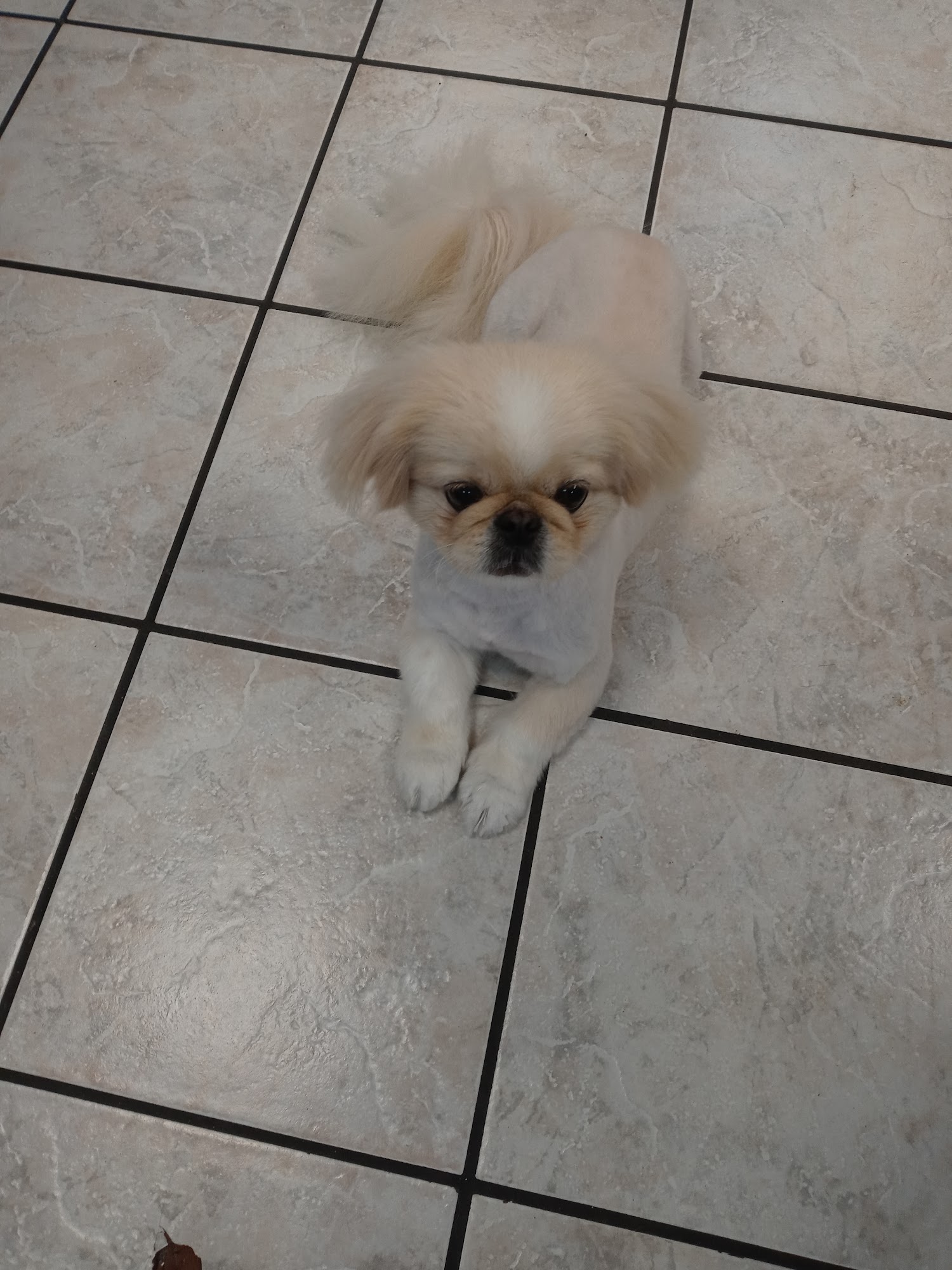 Wizzard of Paws Pet Grooming Deltona