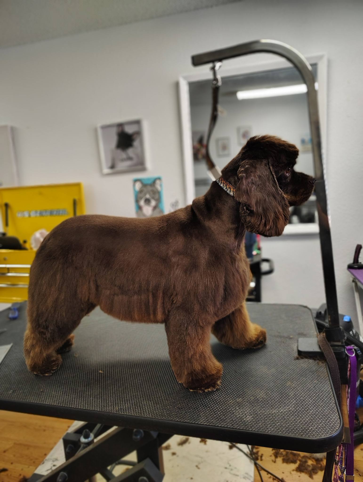 Wizzard of Paws Pet Grooming Deltona