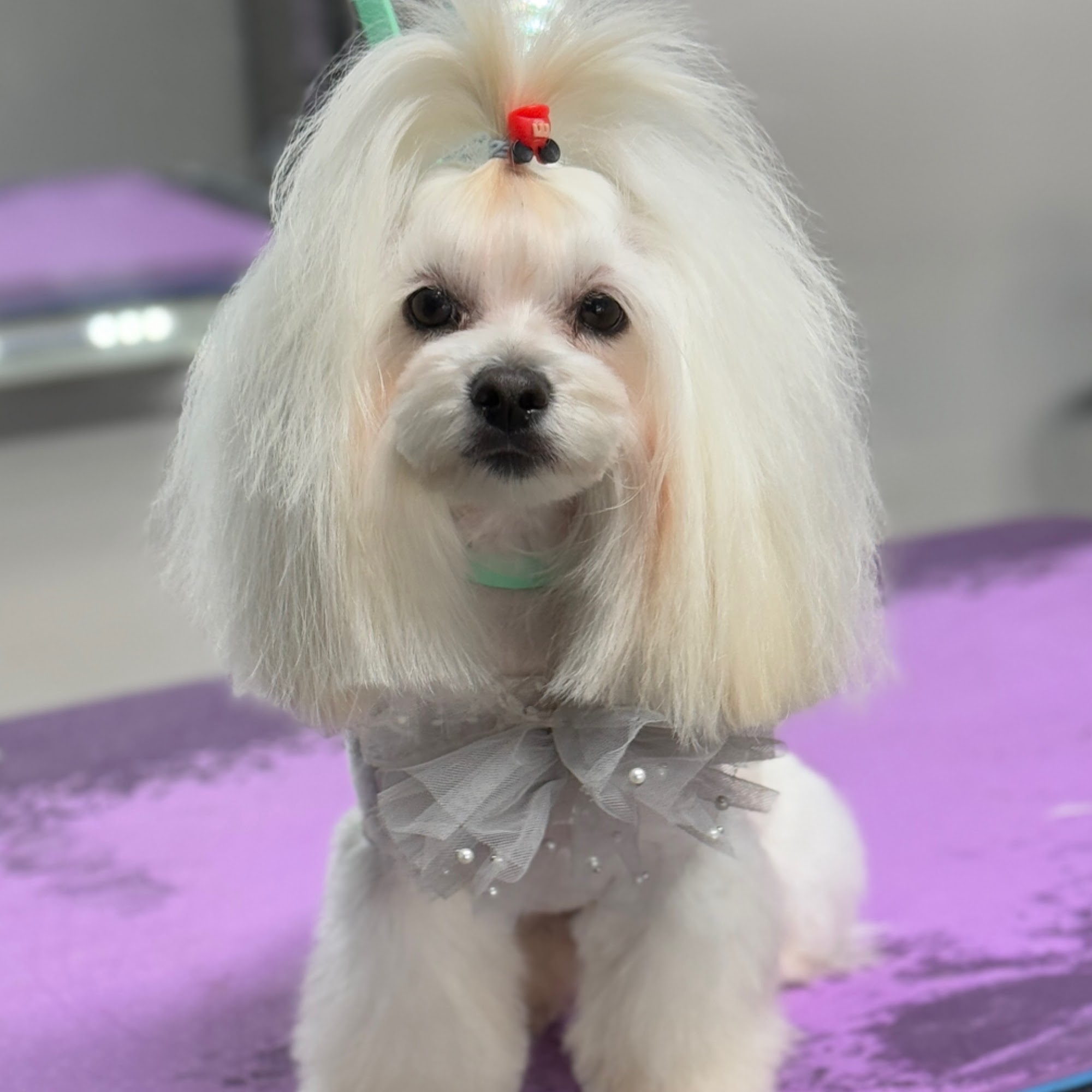 MpireGroom Pet Grooming Deltona