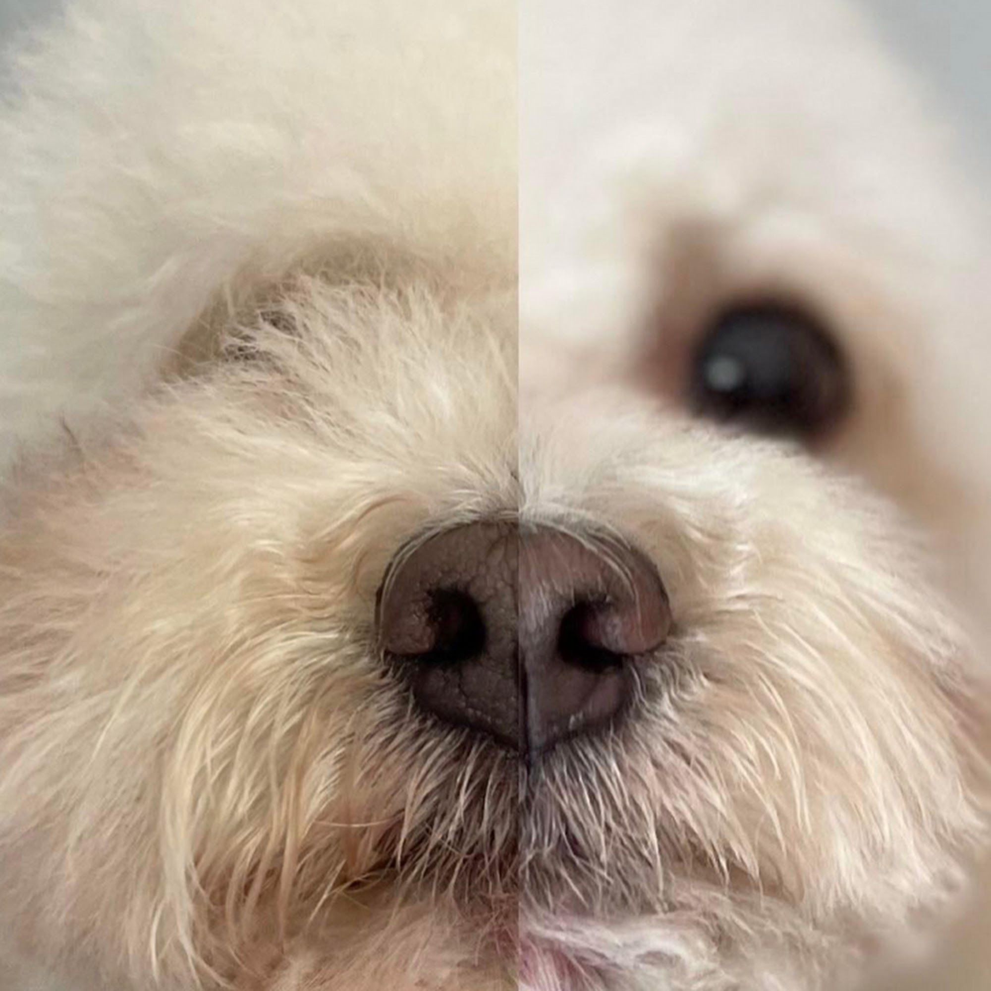 MpireGroom Pet Grooming