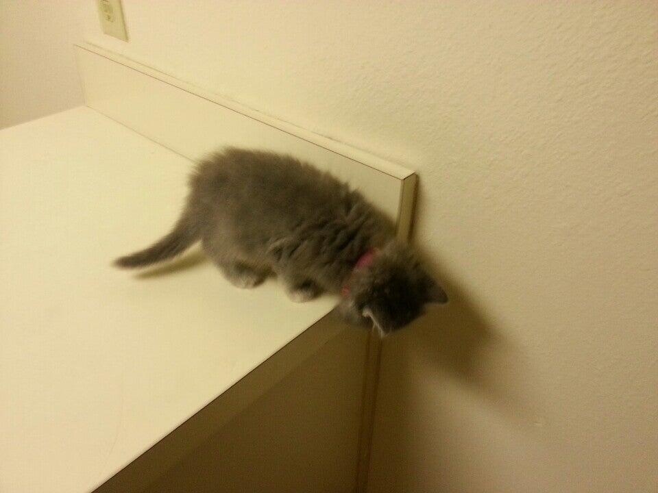 The Village Veterinarian Destin