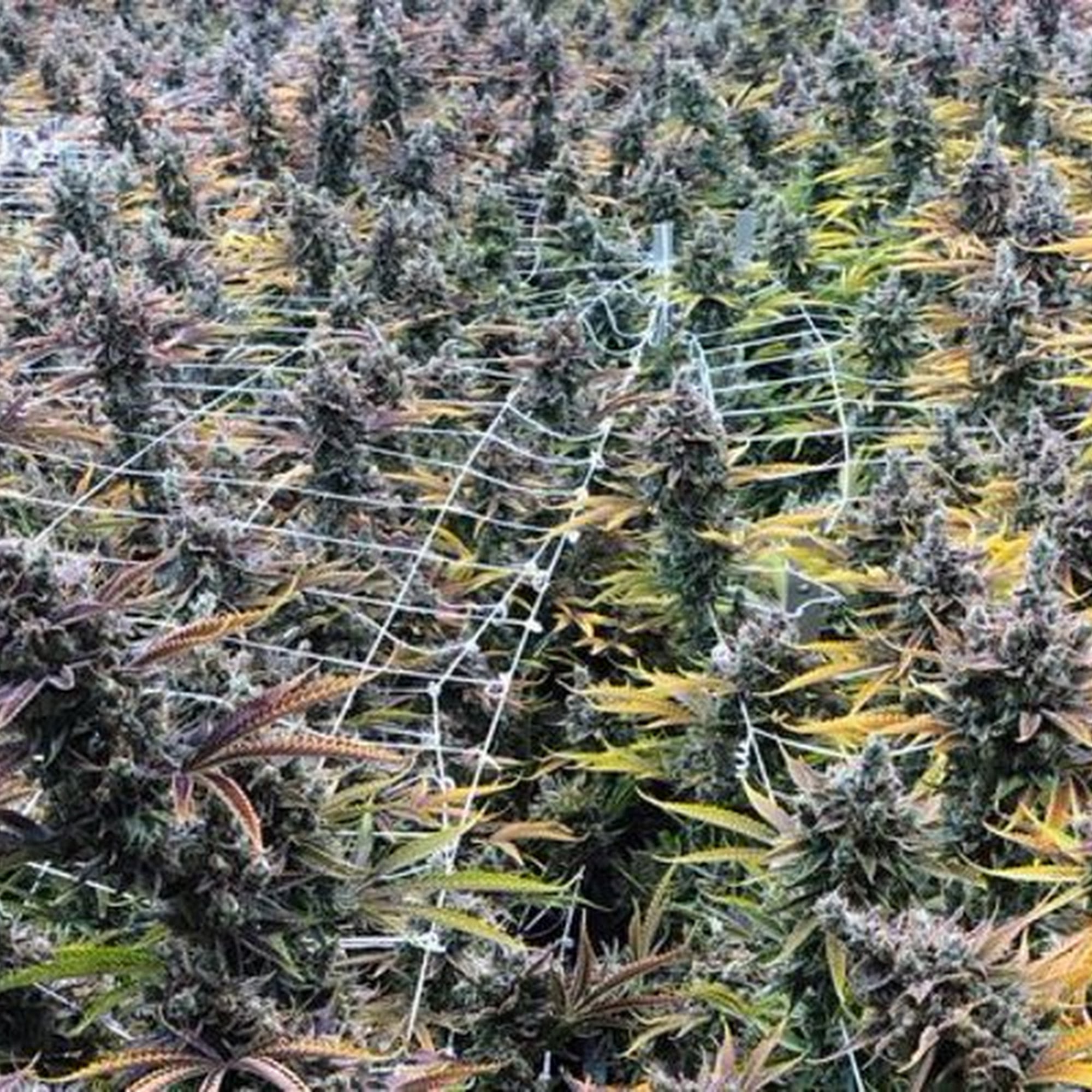 Trulieve Destin Dispensary