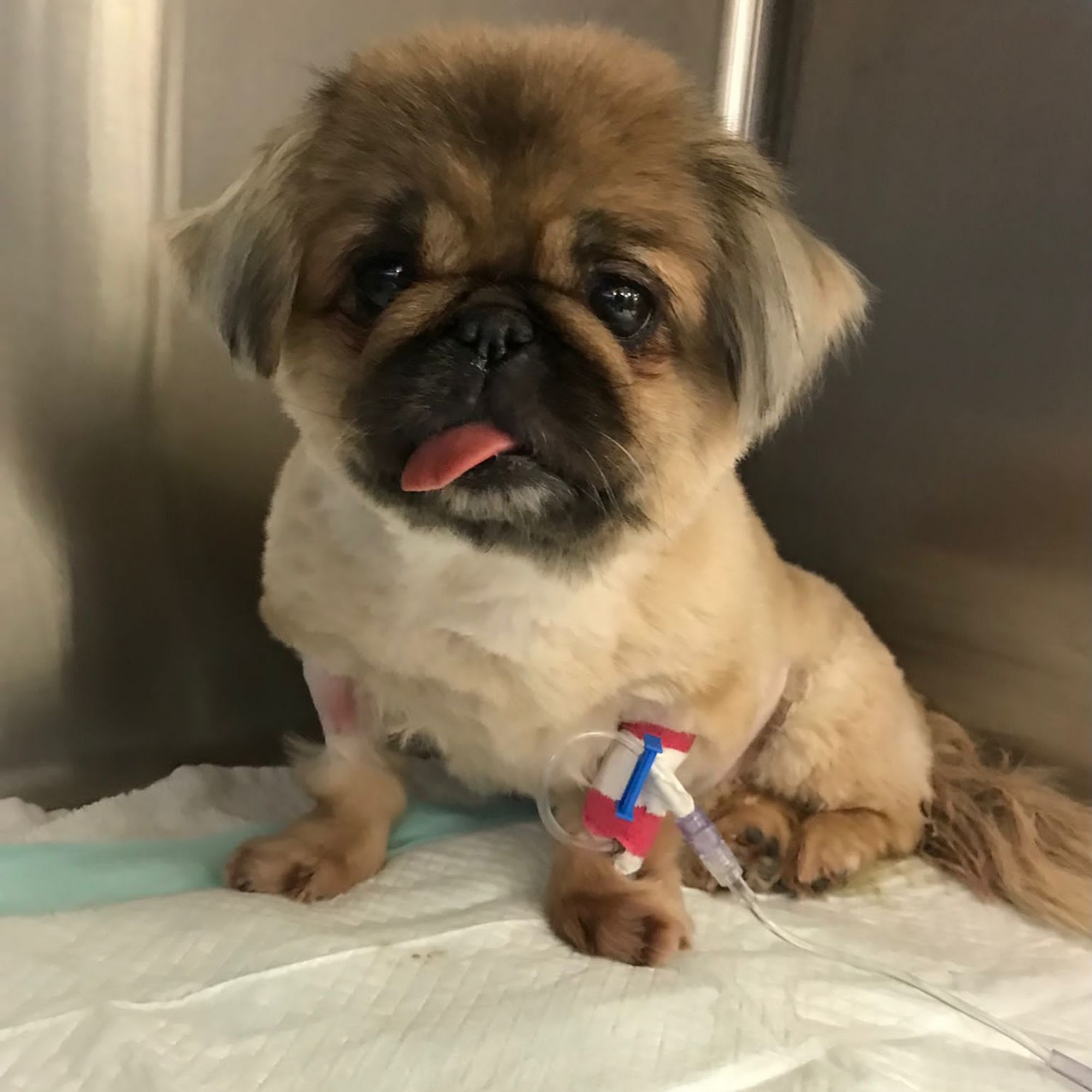 Doral Centre Animal Hospital Doral