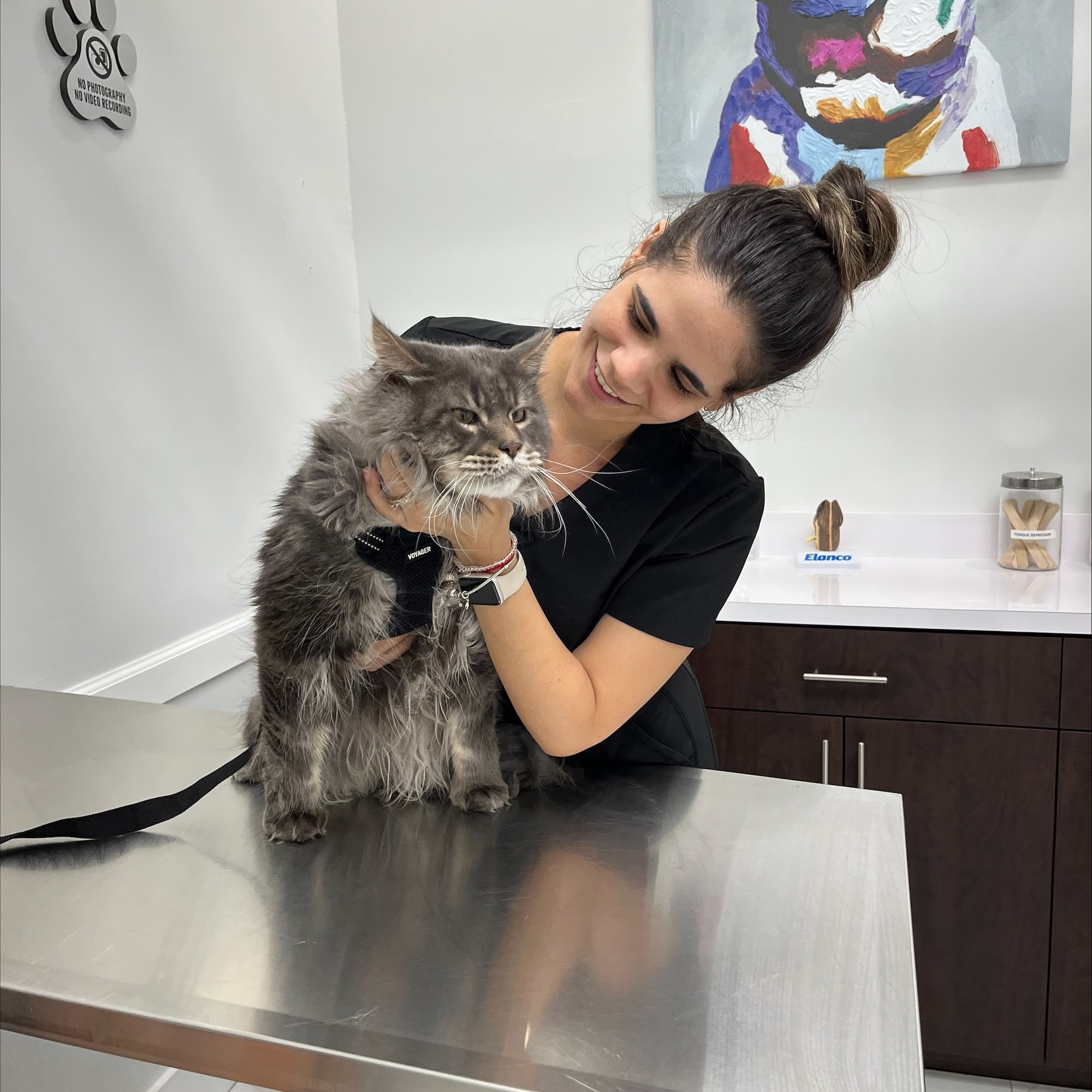 Doral Welfare Animal Hospital Doral