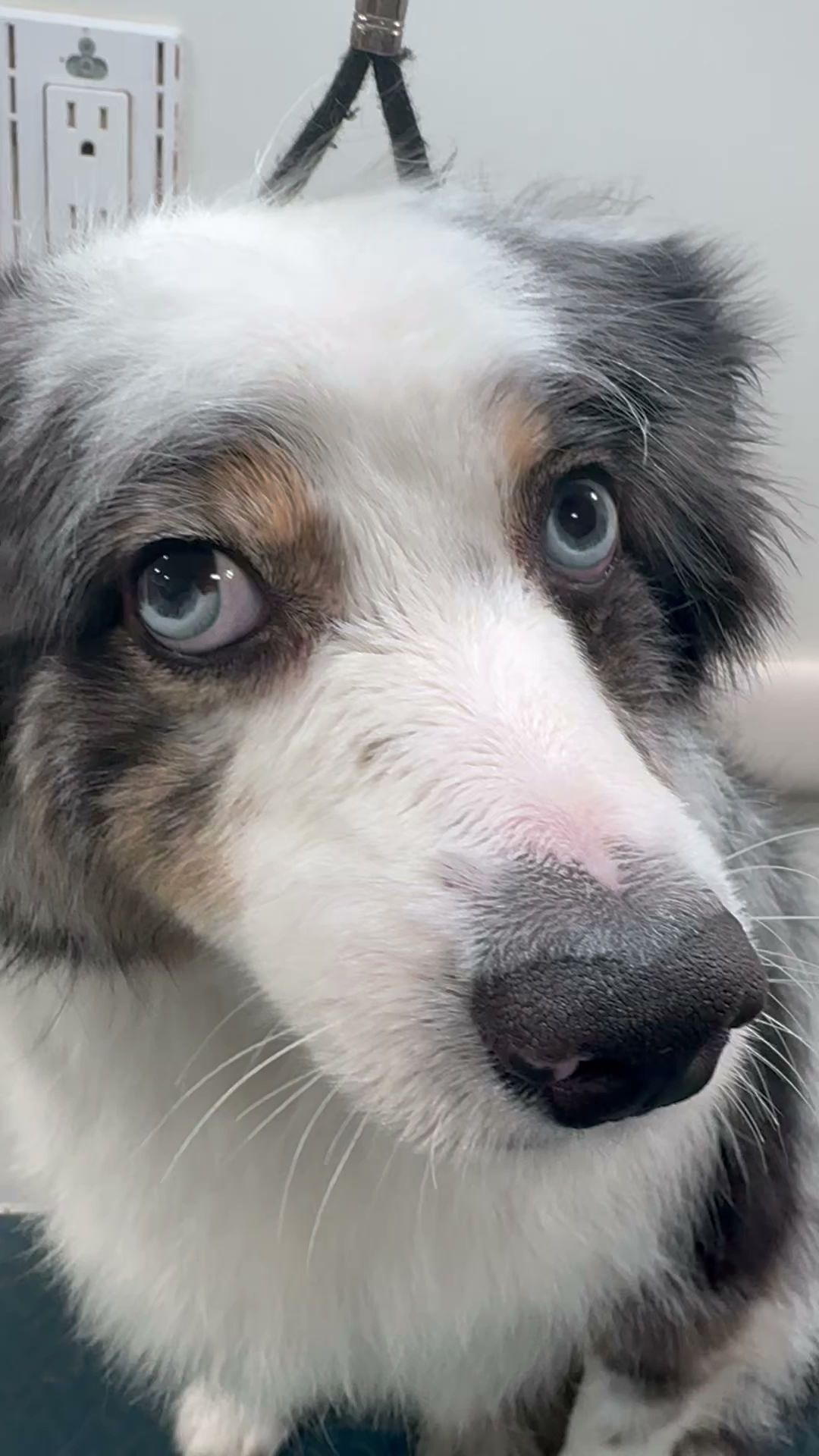 864 Pet Town Mobile Grooming Doral