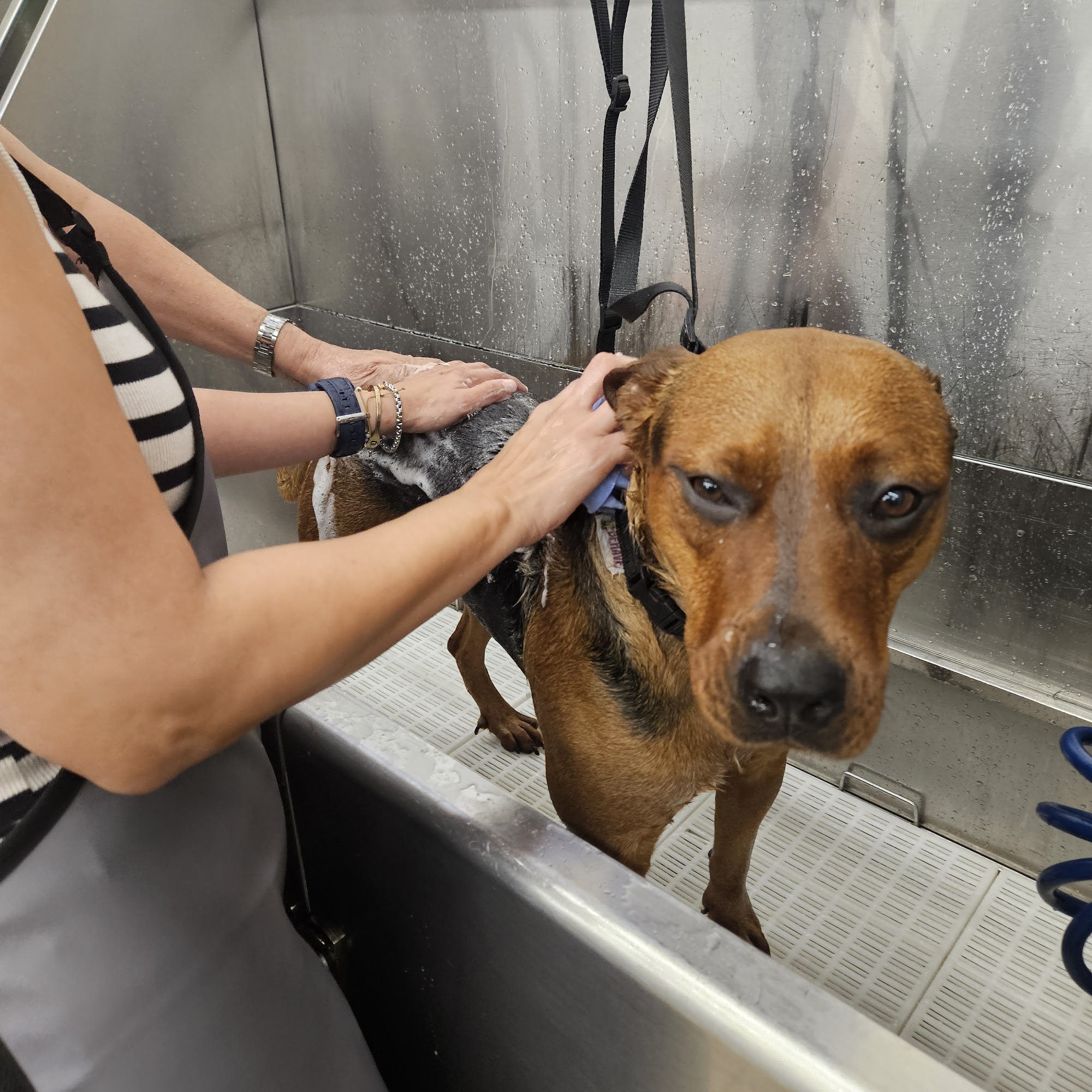 Pet Supermarket Doral