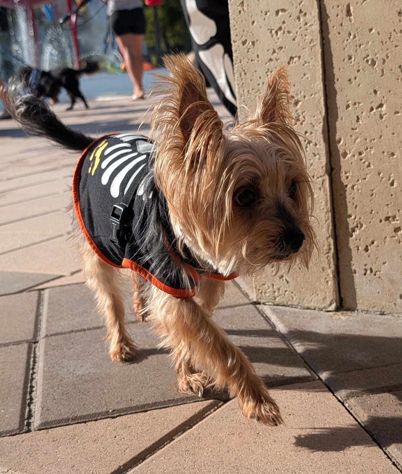 Paw Petting LLC. Dundee