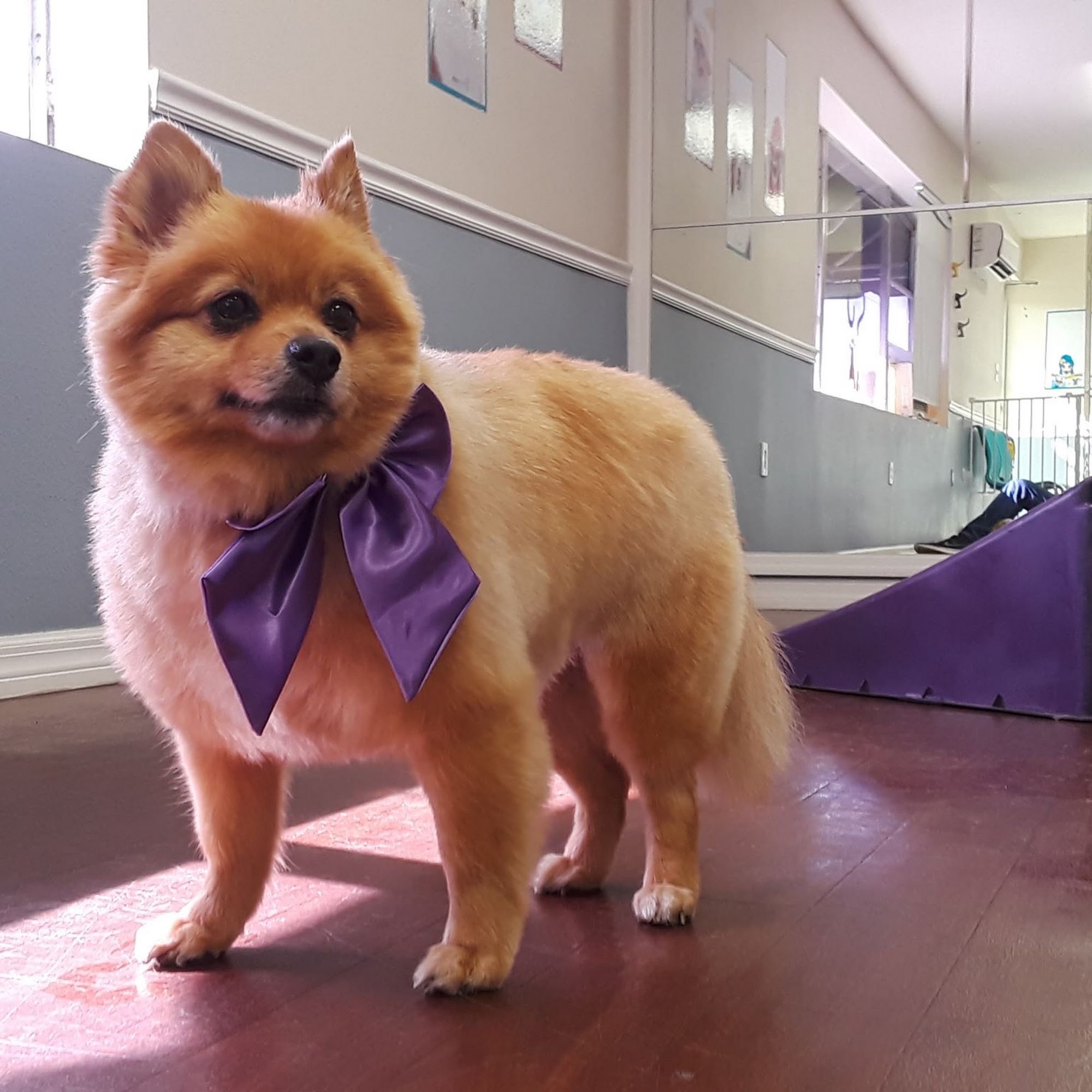 Paw Petting LLC. Dundee