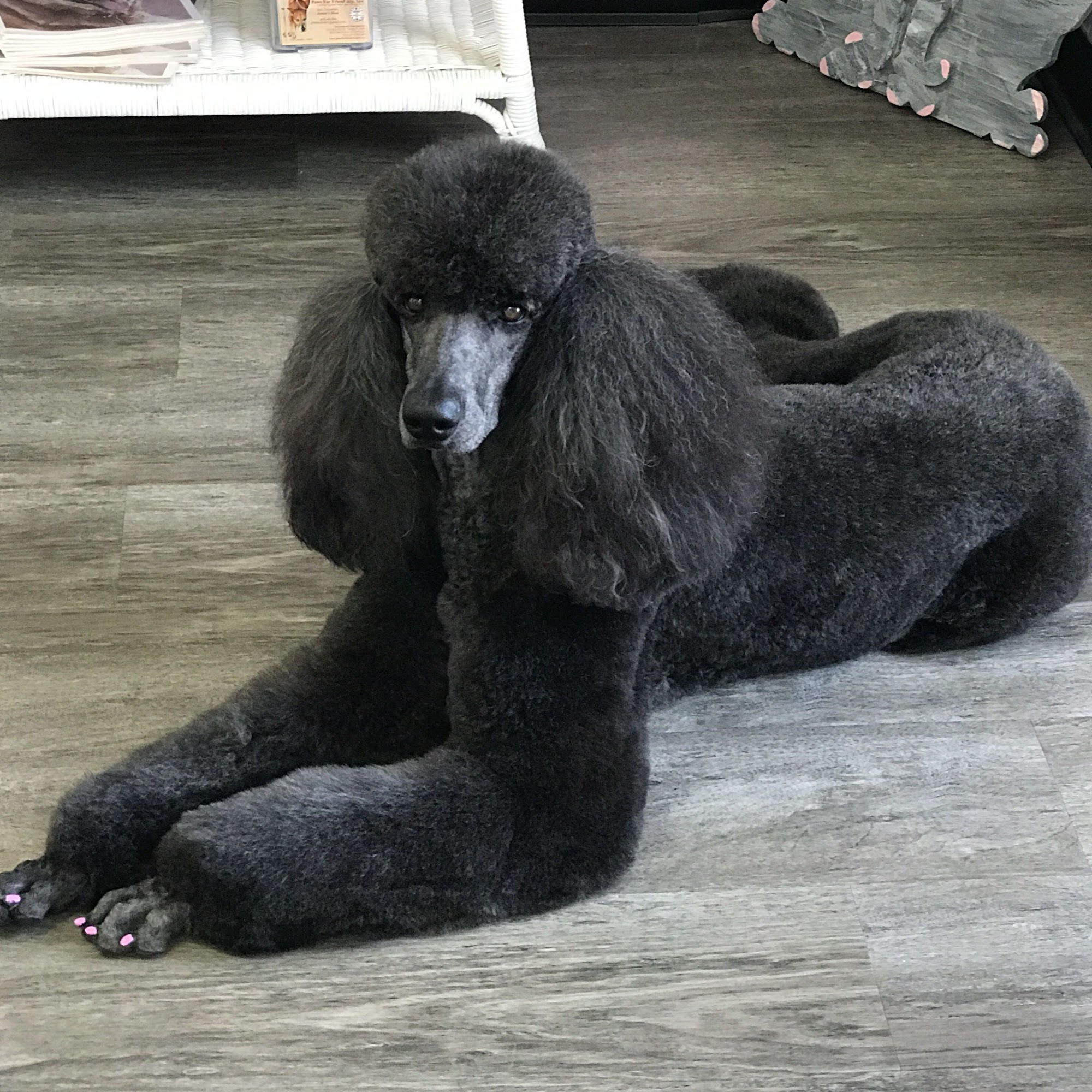 Pet Styles by Jennifer Dunedin