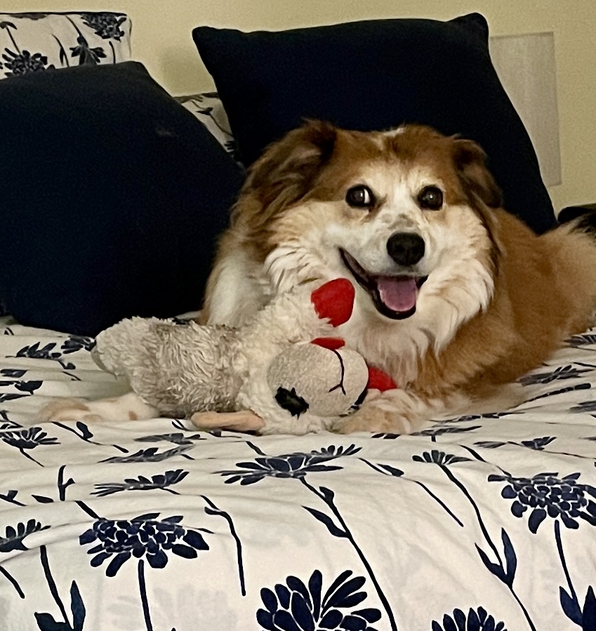 Dunedin Pet Supply & Grooming Dunedin