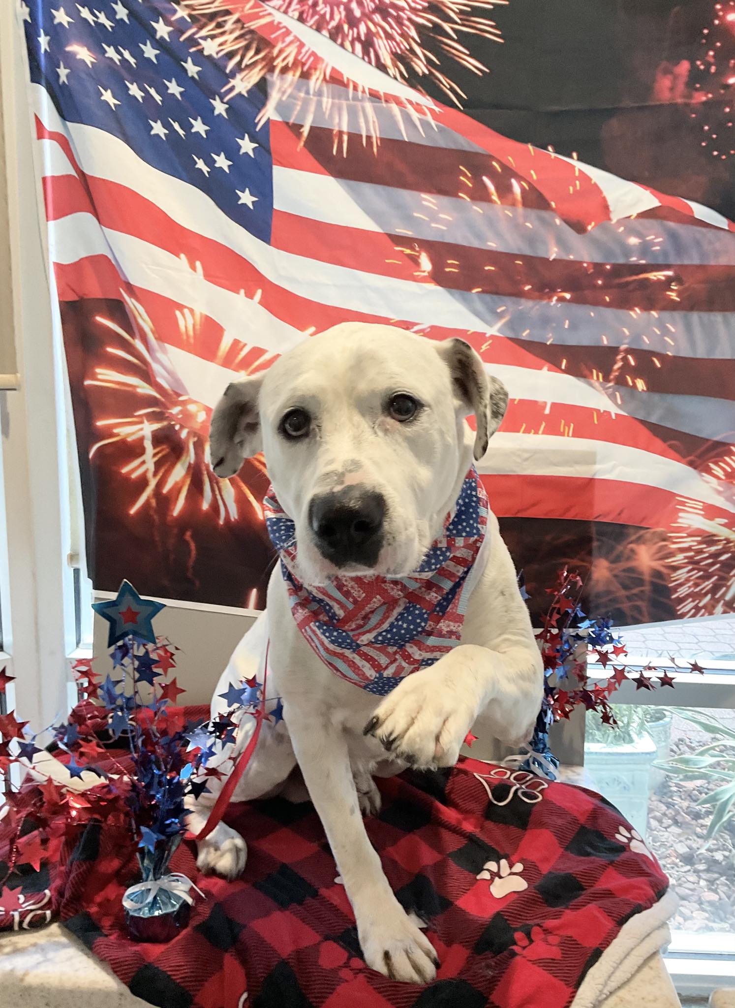 Paws and Claws Animal Medical Center - Dunedin Dunedin