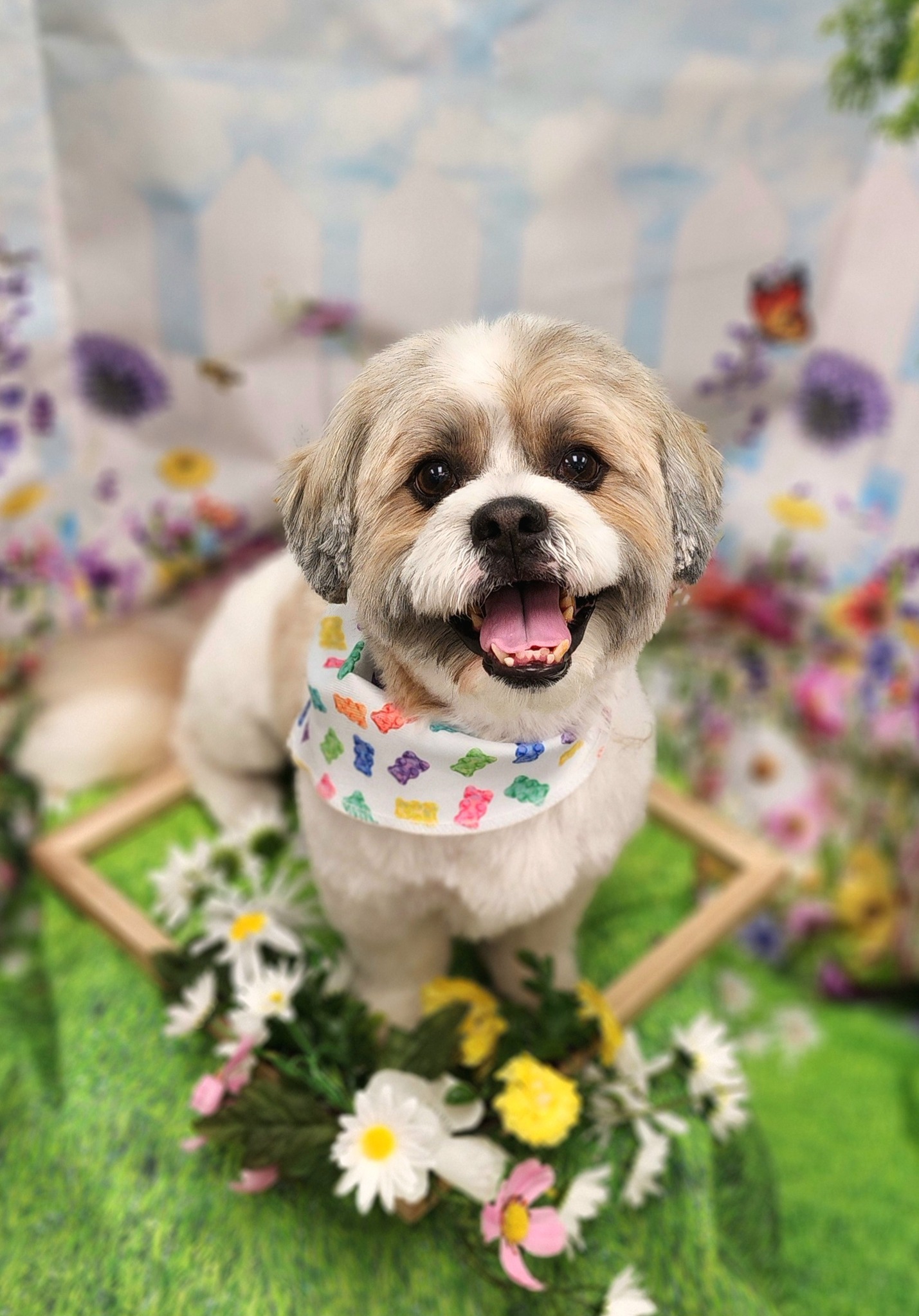 Smoochie Pooch Dunedin