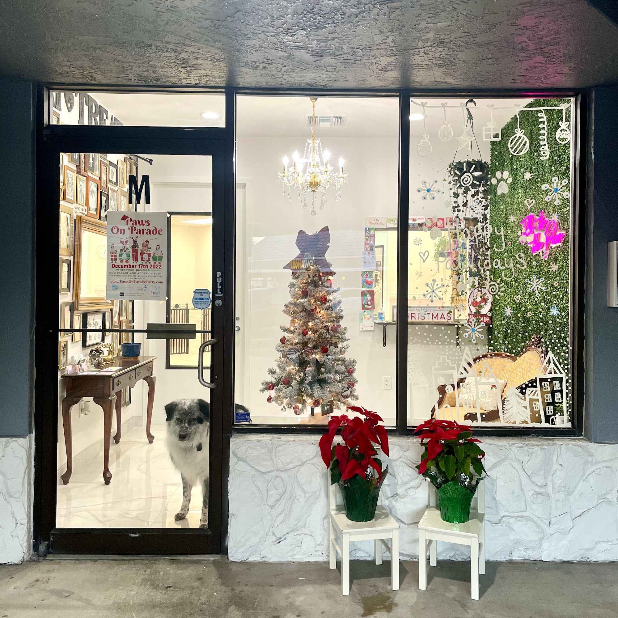 Smoochie Pooch Dunedin