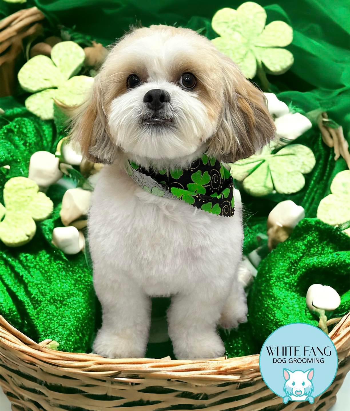 Smoochie Pooch Dunedin