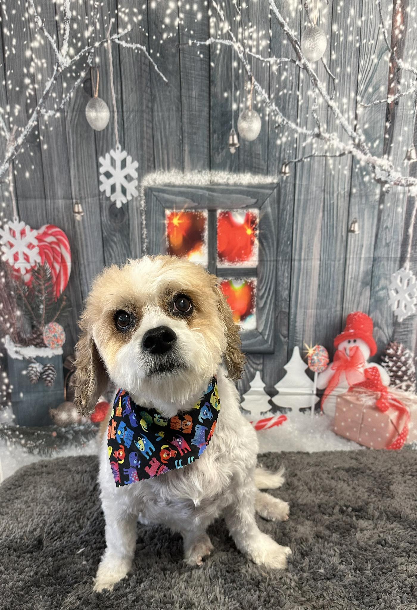 All Paws Grooming Dunedin