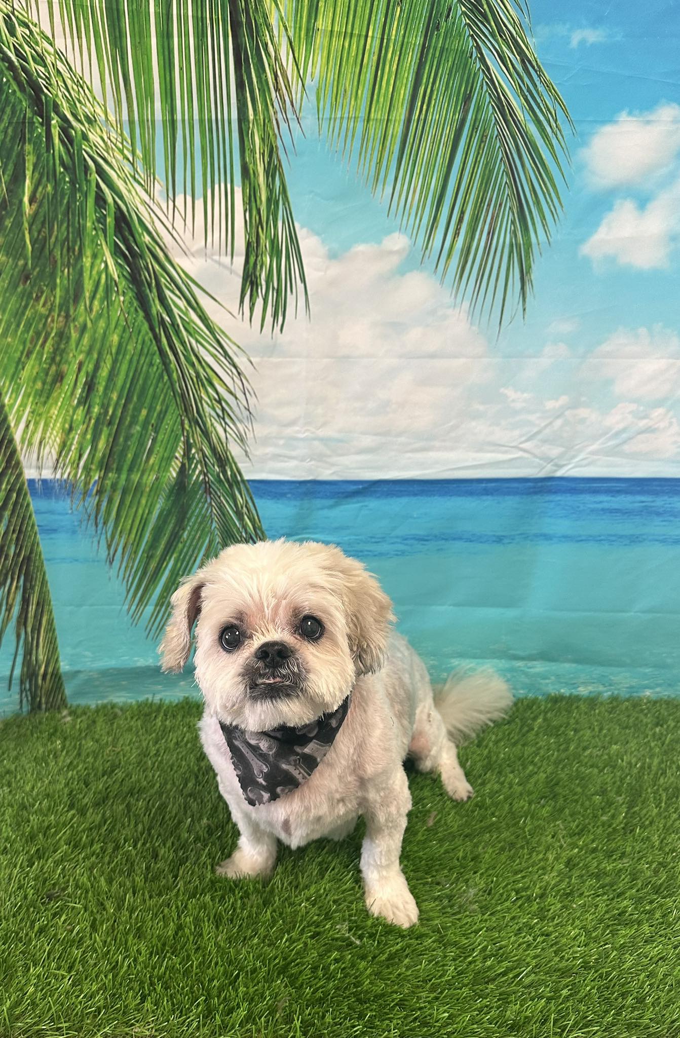 All Paws Grooming Dunedin