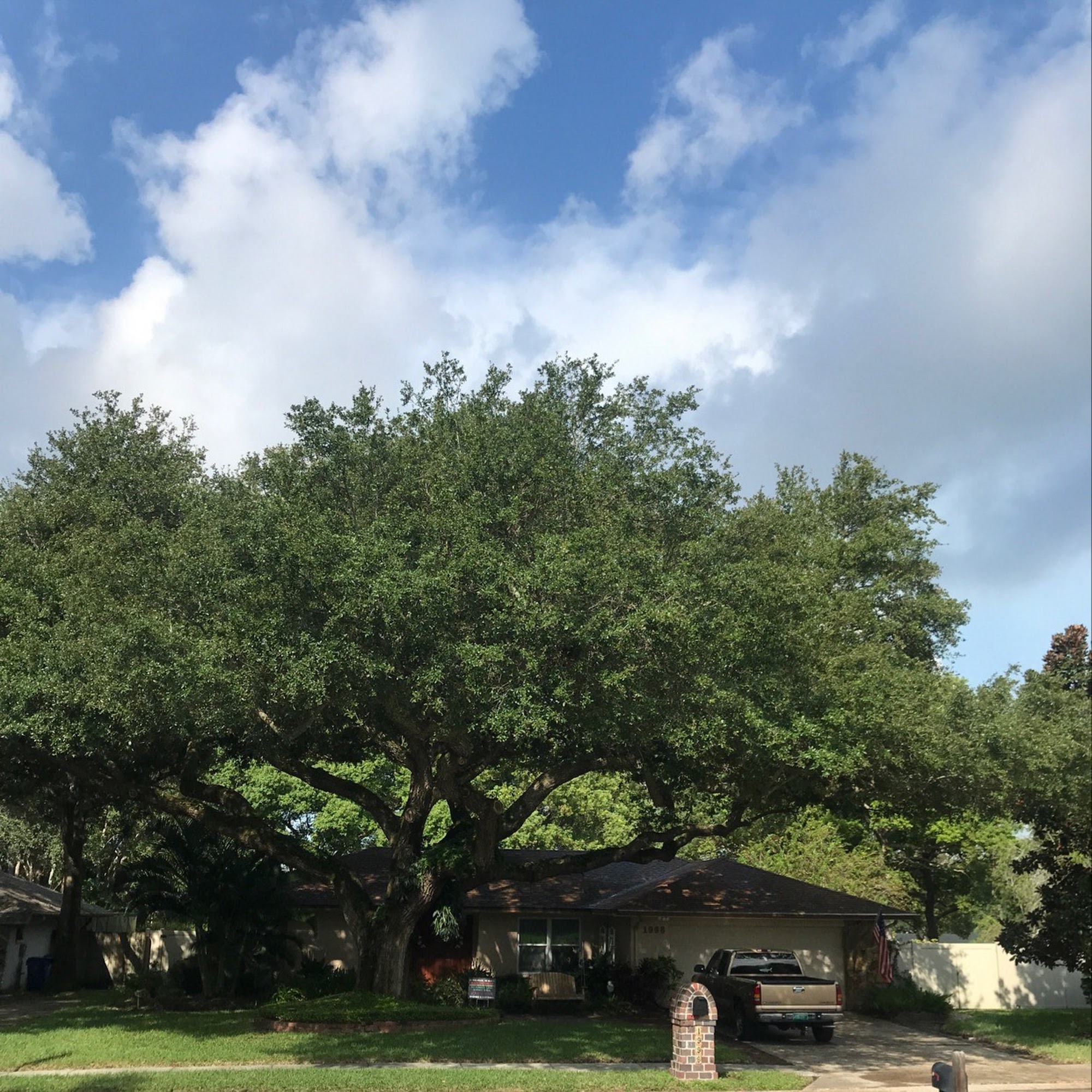 TreeCology Tree Services 778 San Salvador Dr, Dunedin Florida 34698