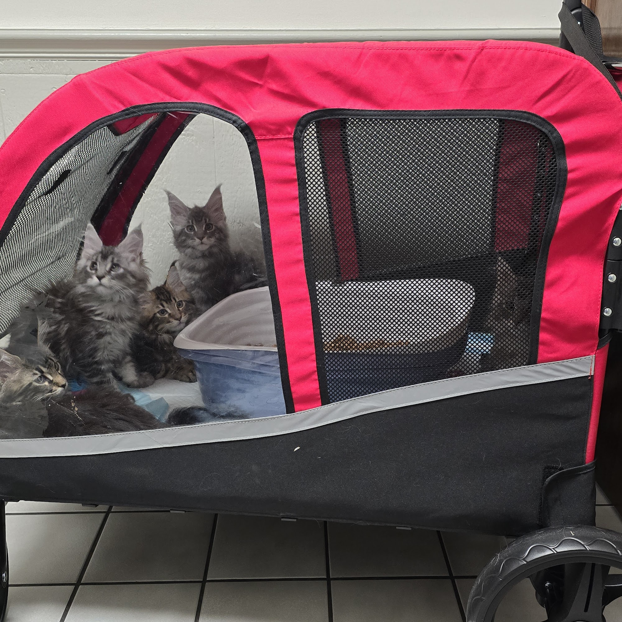 Rainbow River Animal Hospital Dunnellon