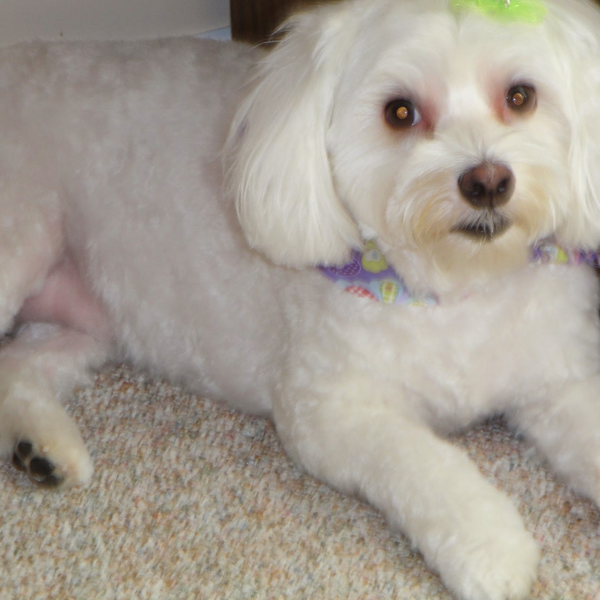 Bailey Cathy DVM Dunnellon