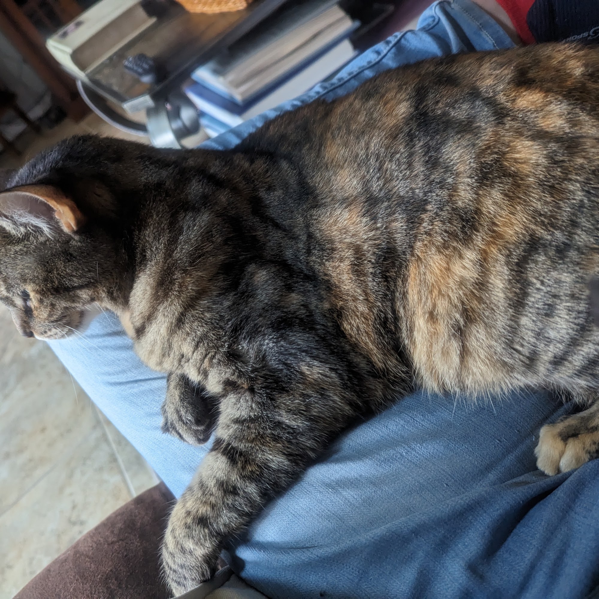 Dunnellon Animal Hospital Dunnellon