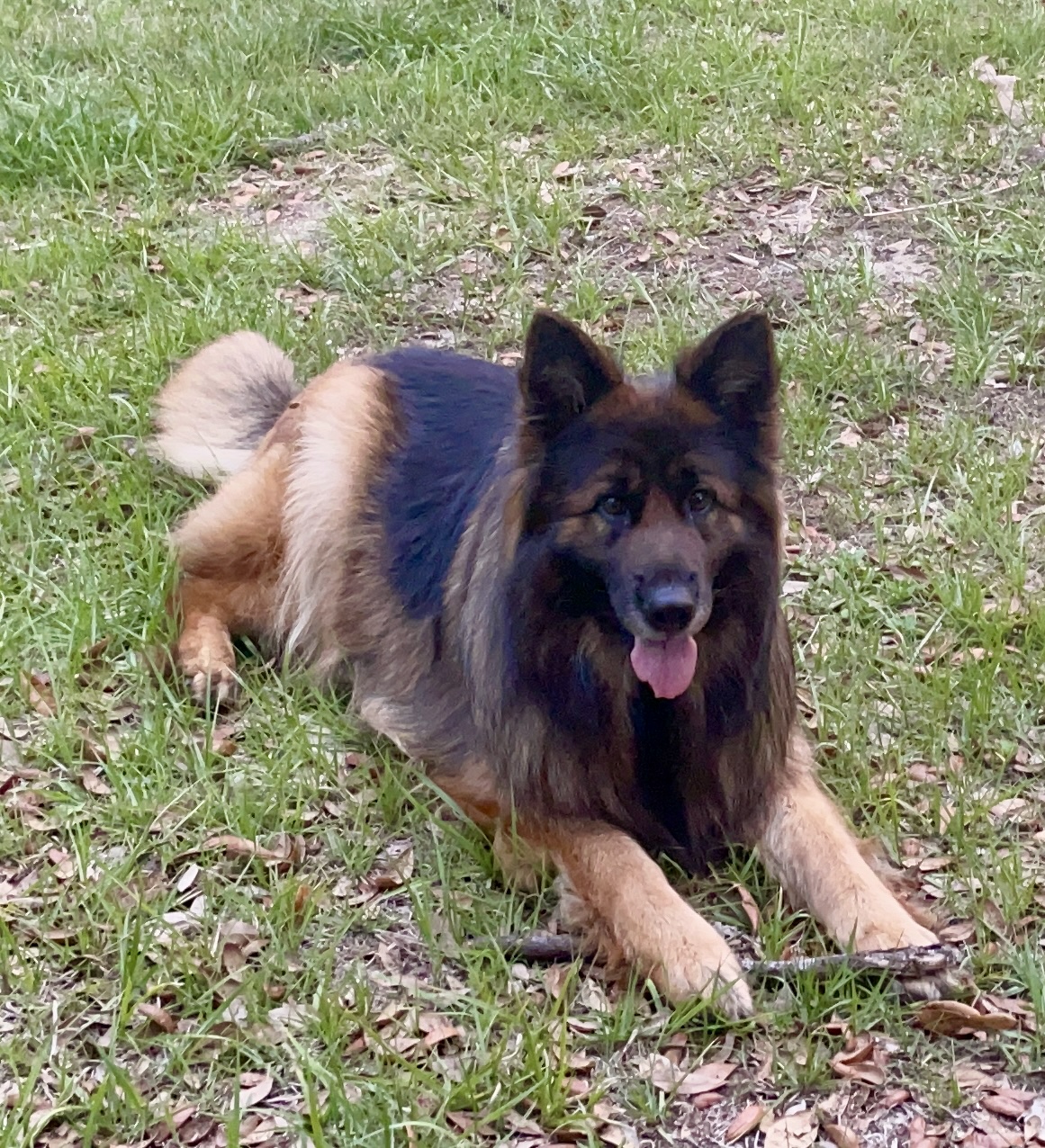 Wolves Den Ranch Dunnellon