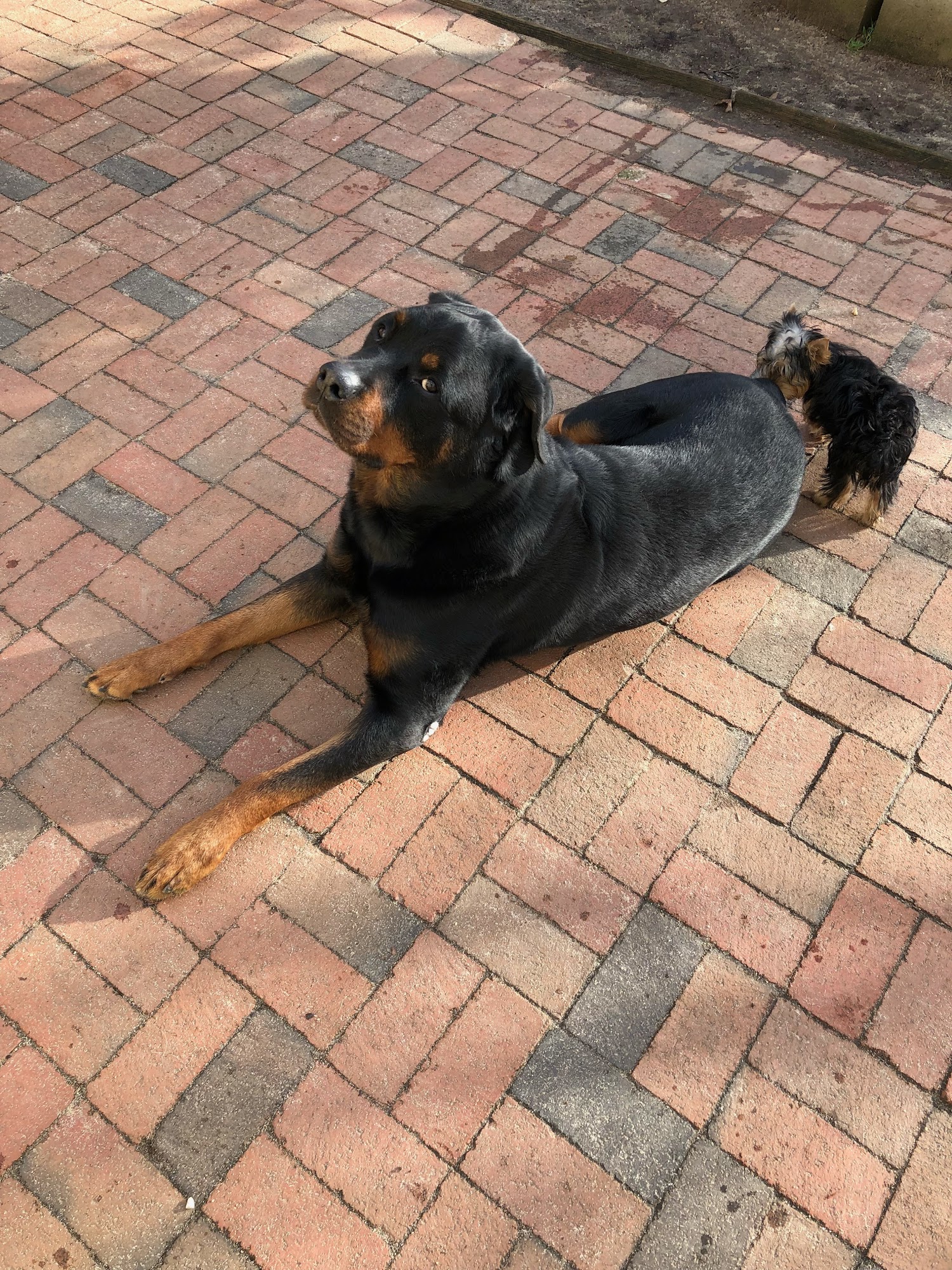 Dogs R Us Obedience Training Dunnellon