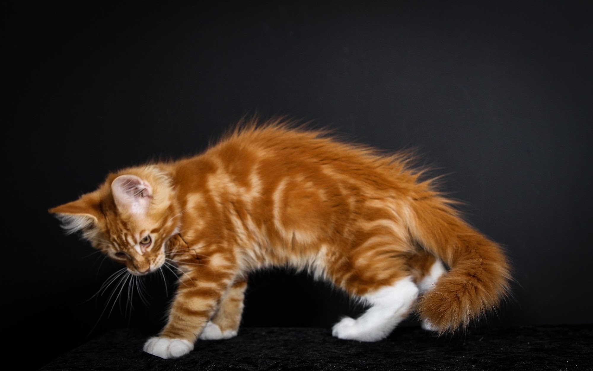 Florida Maine Coons, LLC Dunnellon