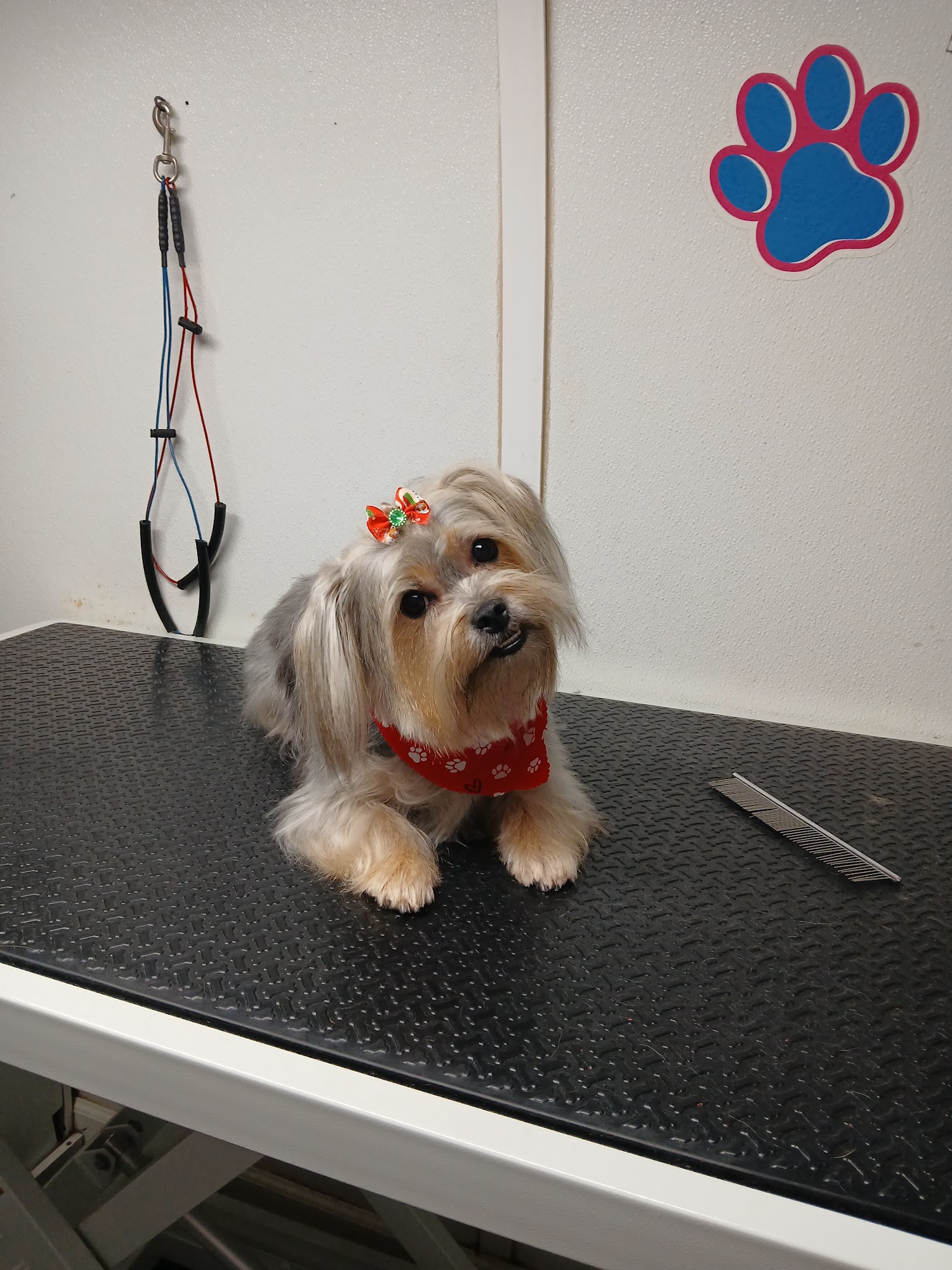 MOBILE GROOMING SWEET PETS LLC 10382 SW 151st Pl, Dunnellon Florida 34432