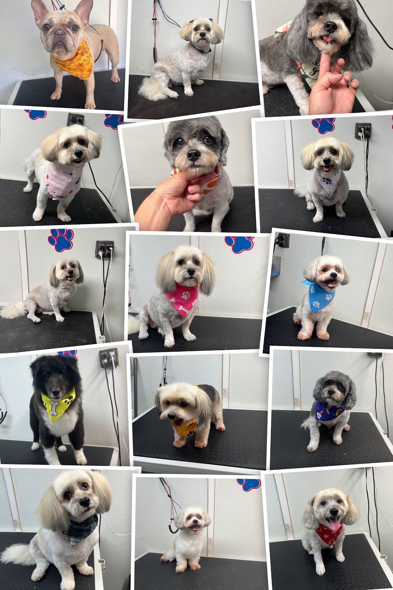 MOBILE GROOMING SWEET PETS LLC Dunnellon