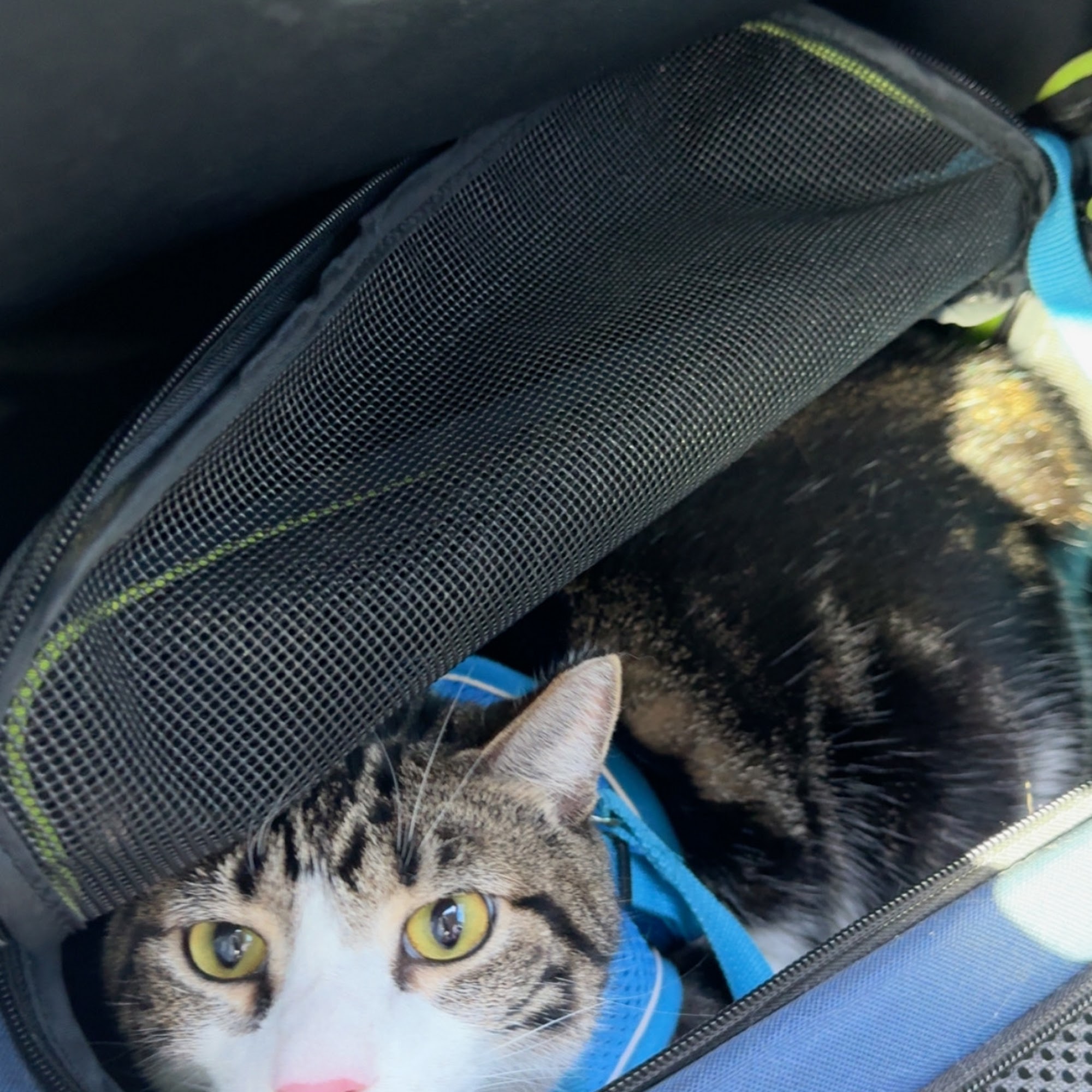 Animal Health Center of East Palatka East Palatka