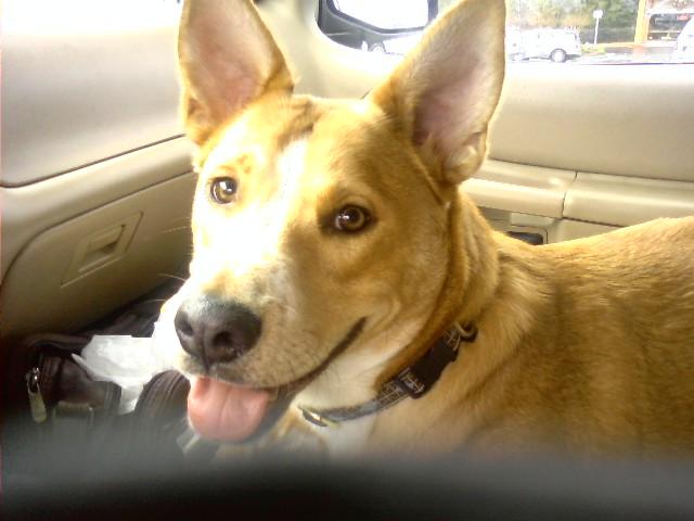 Apalachicola Bay Animal Clinic Eastpoint