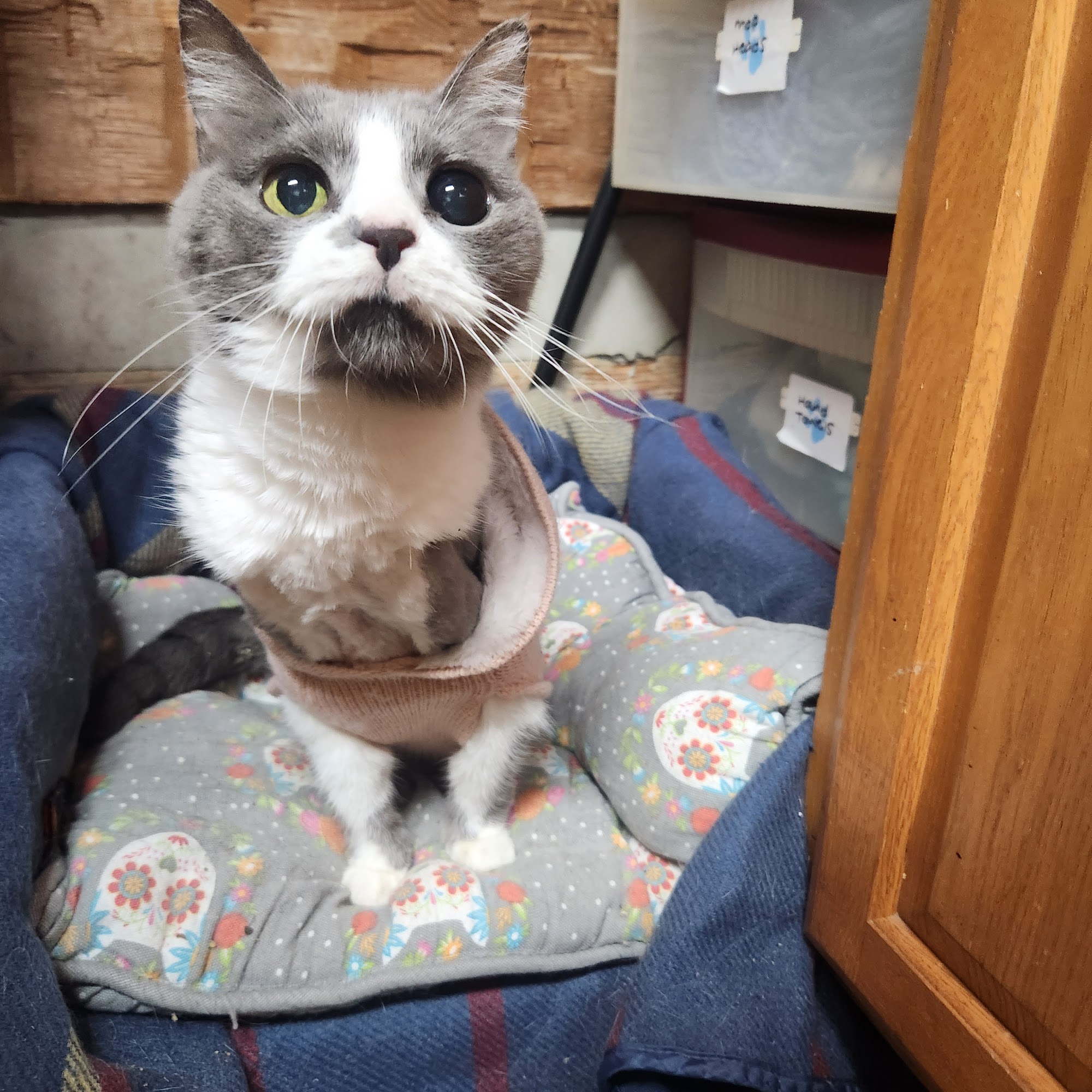 Indian River Animal Clinic Edgewater