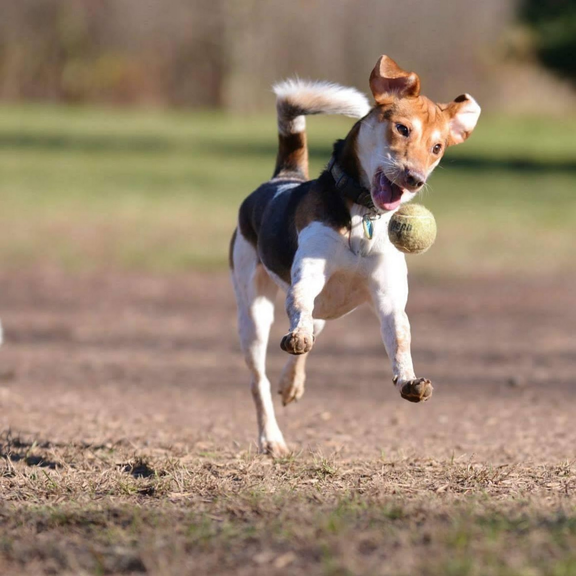 Edgewater Animal Shelter Edgewater