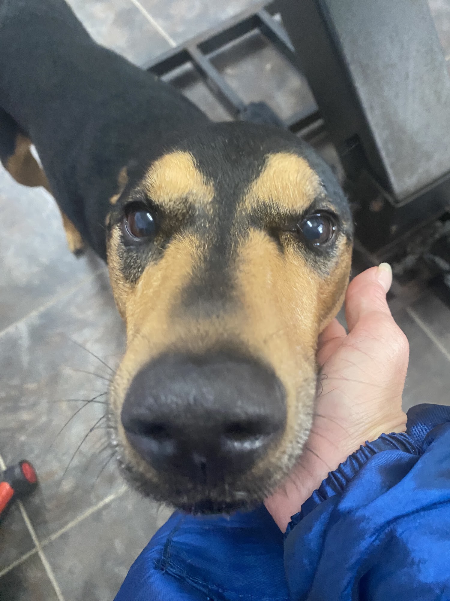 Libbylu’s Puppy Do’s Edgewater