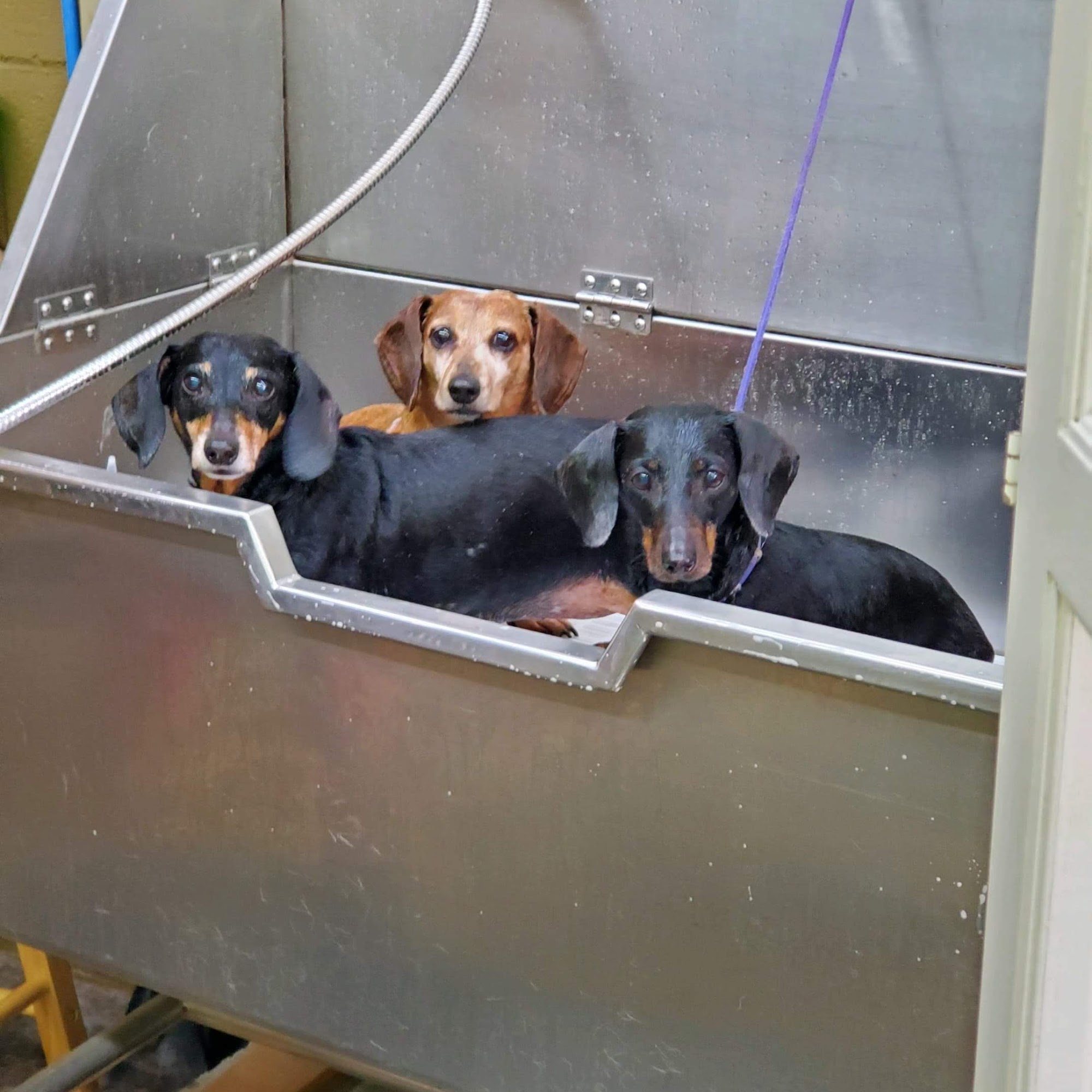 Lemon Bay Animal Hospital Englewood