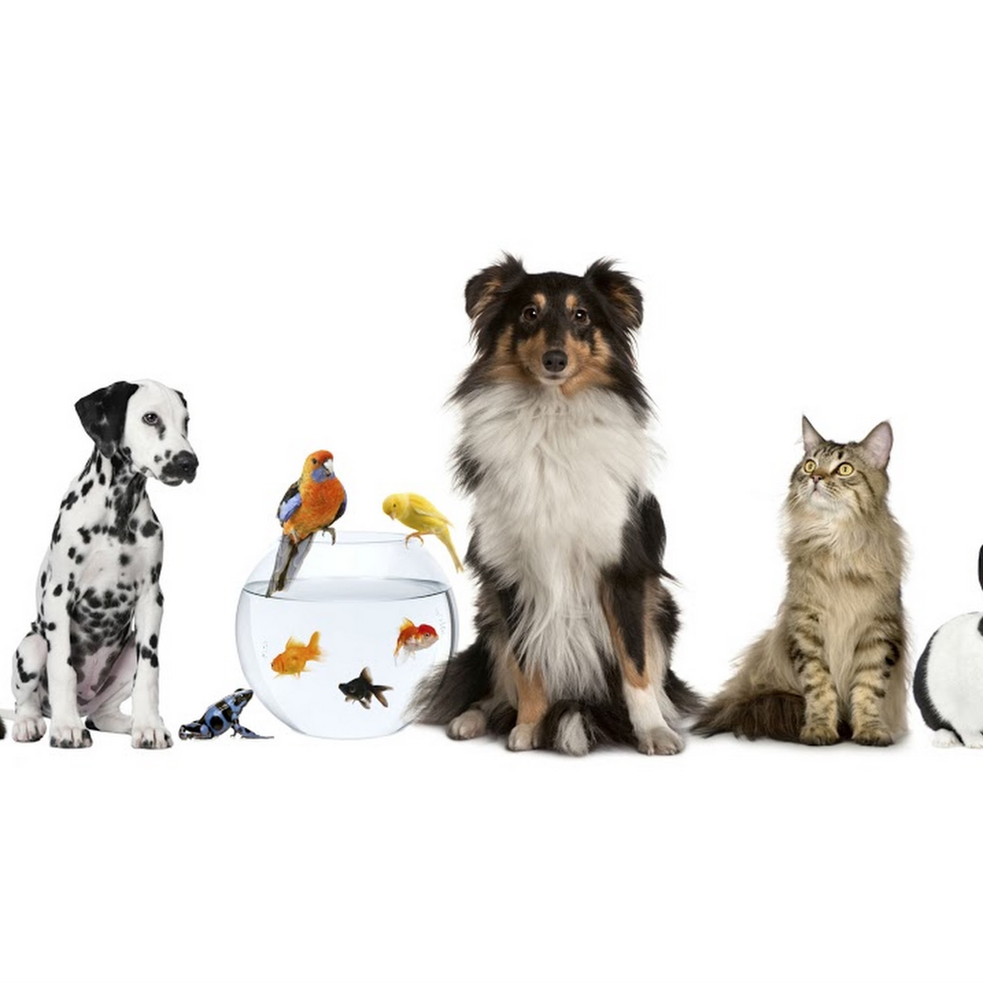 Englewood Animal Hospital Englewood