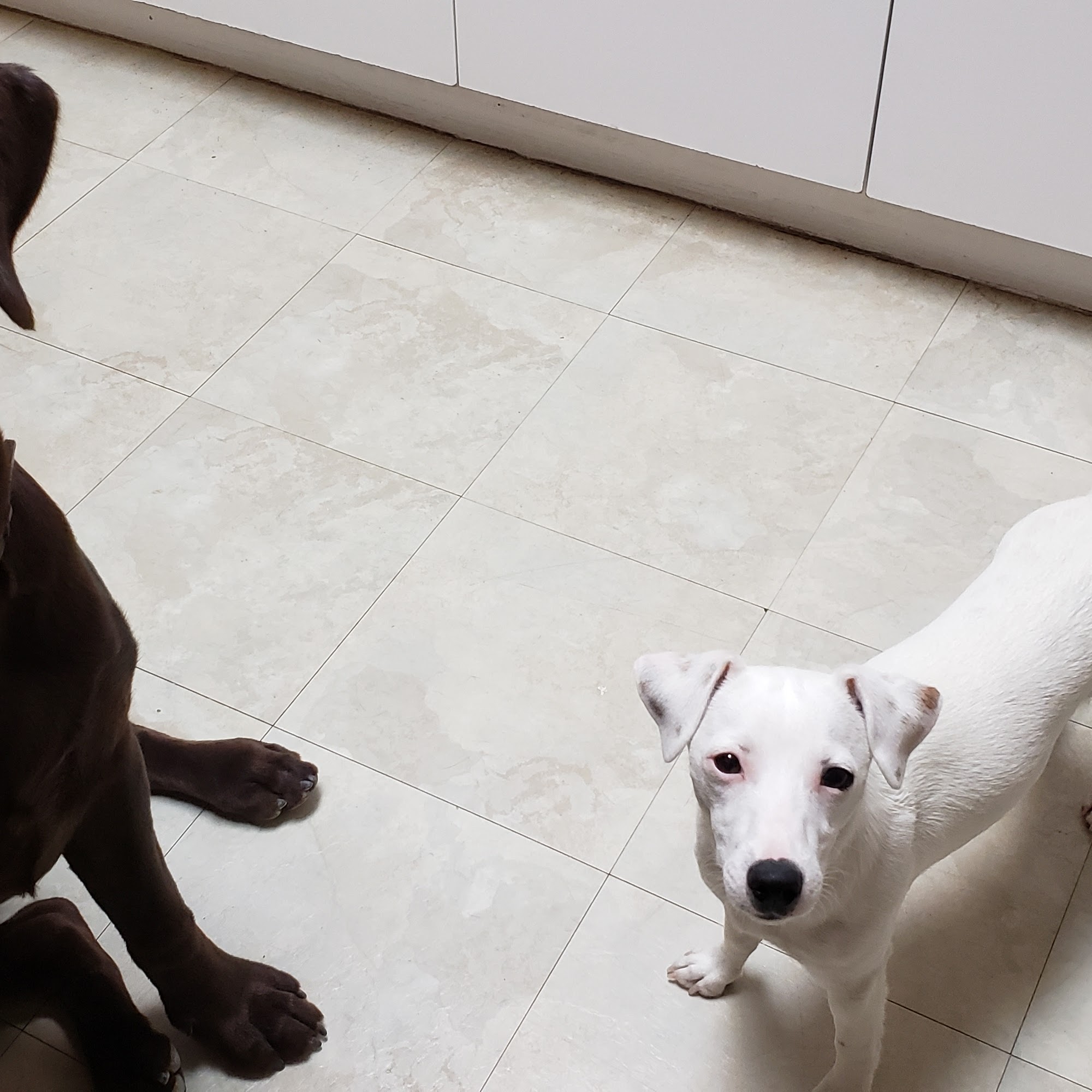 Sunnybrook Animal Hospital Englewood