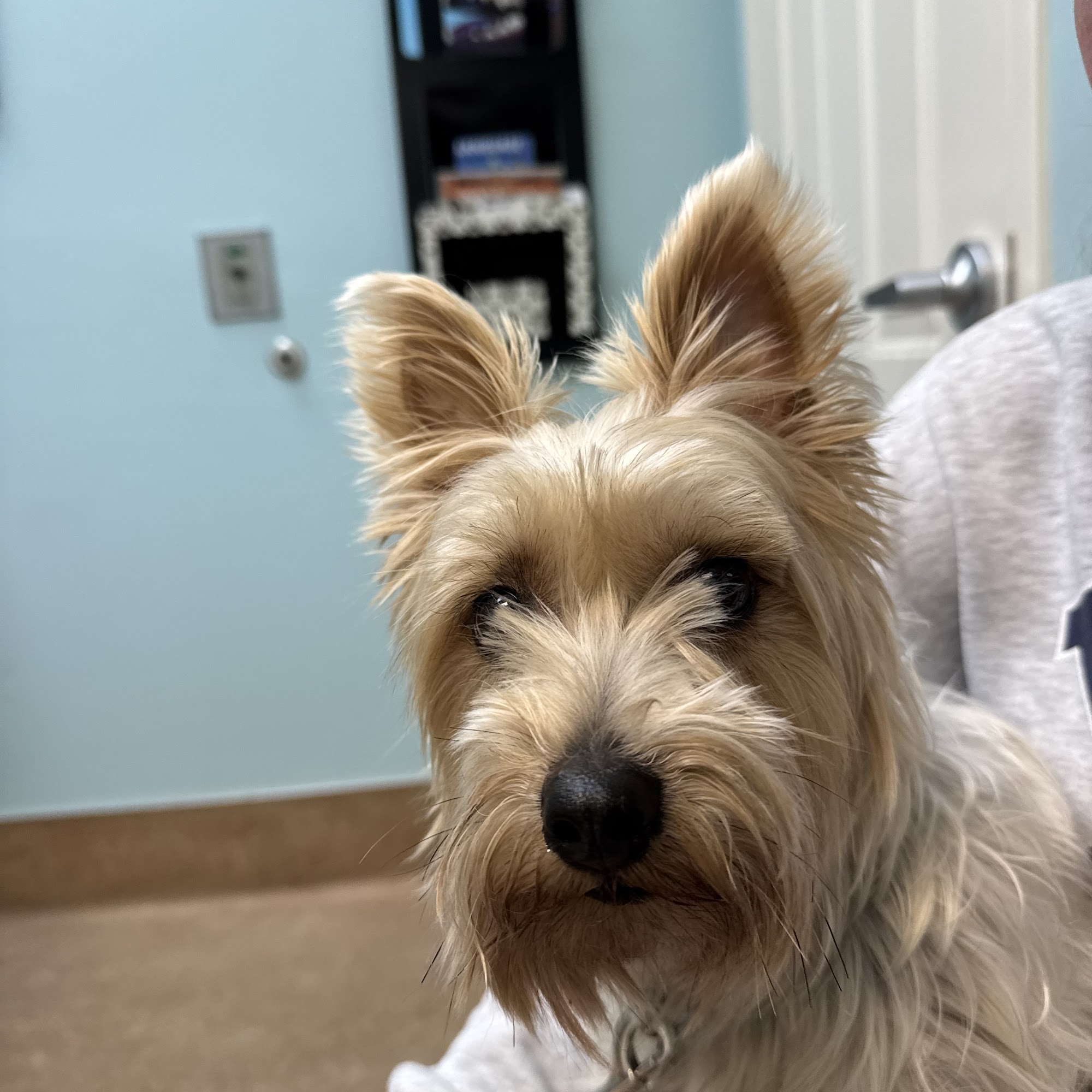 Estero Animal Hospital Estero