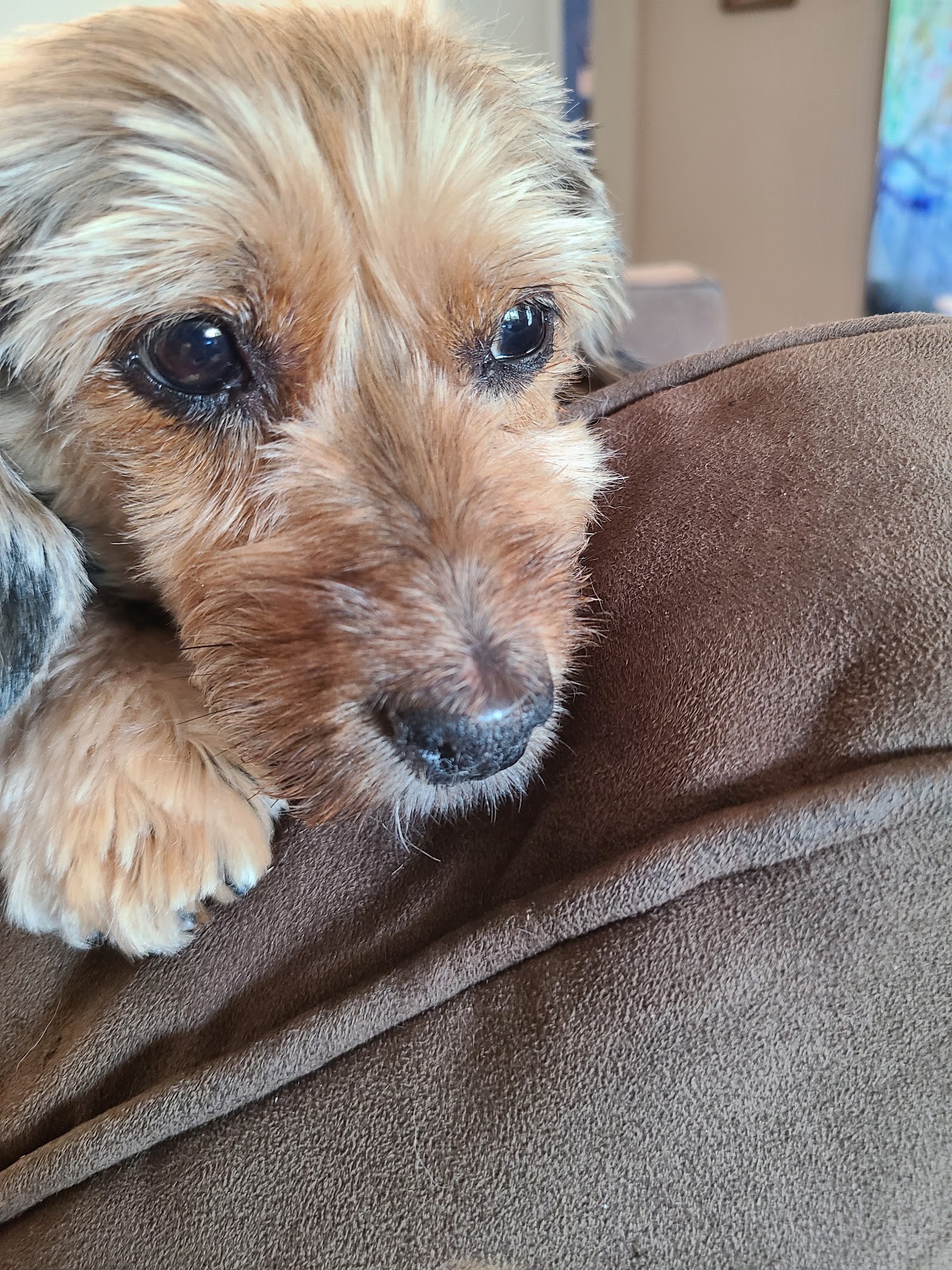 Animal Eye Doctors Estero