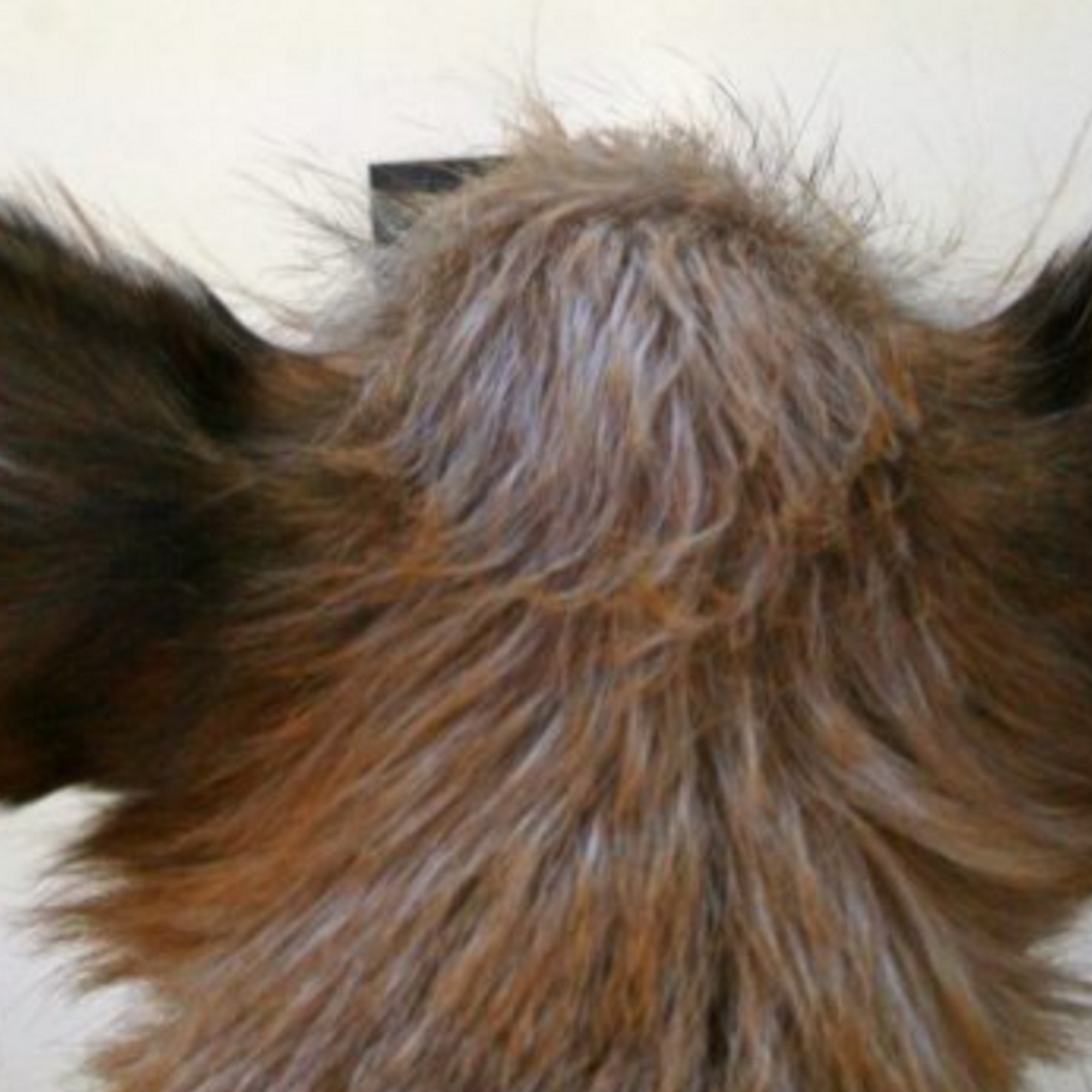 Animal Eye Doctors Estero