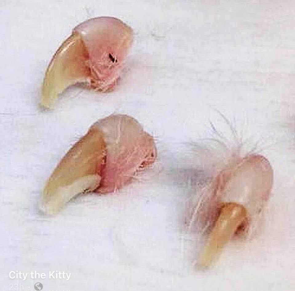 easyvet Veterinarian Estero Estero