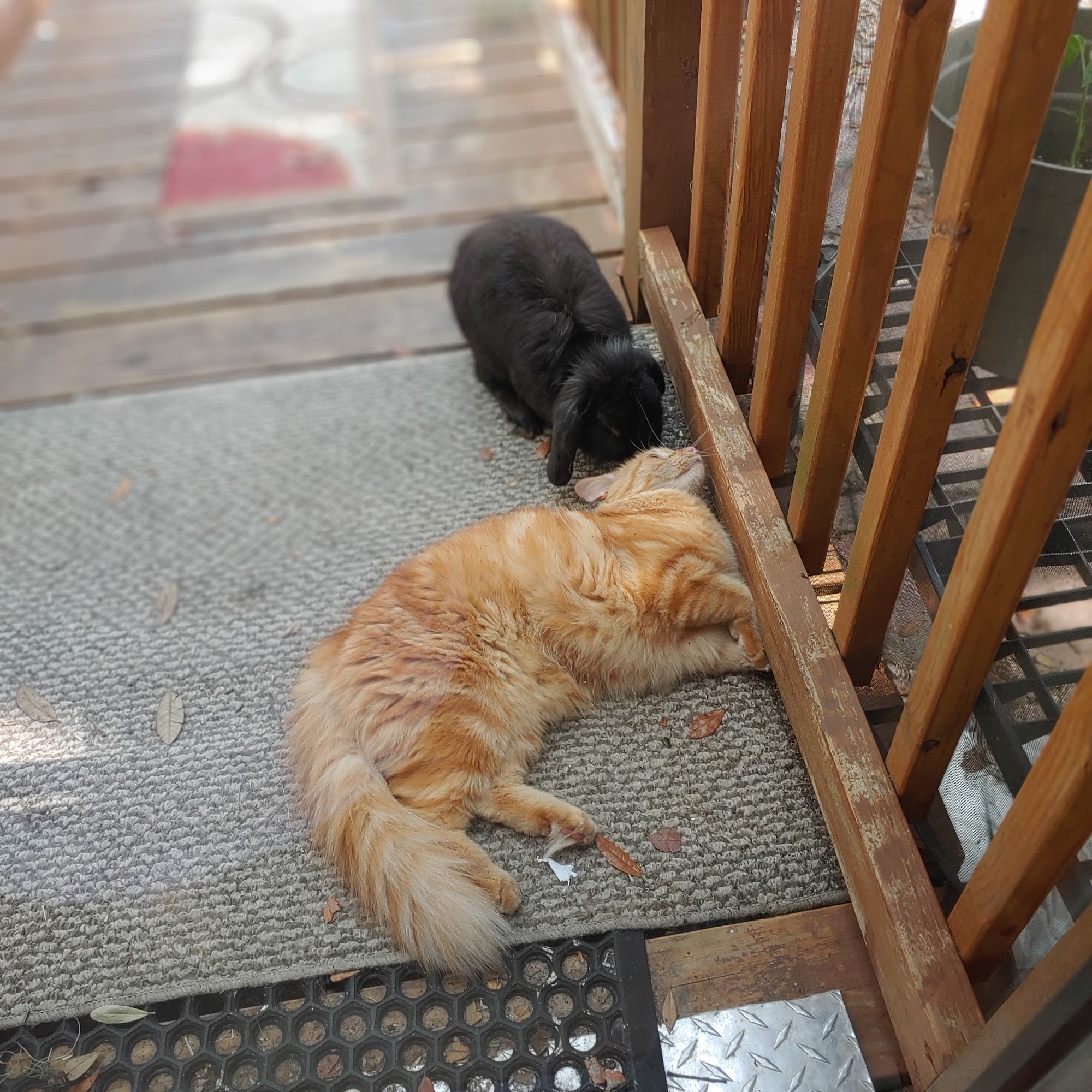 Animal Medical Center Eustis